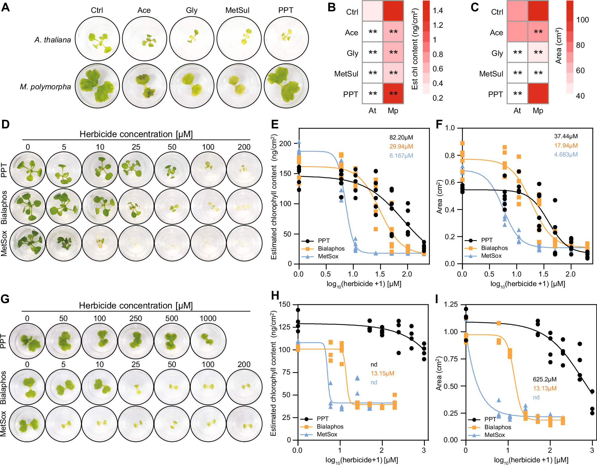 Fig. 1: Species-specific susceptibility to GS-inhibiting herbicide.