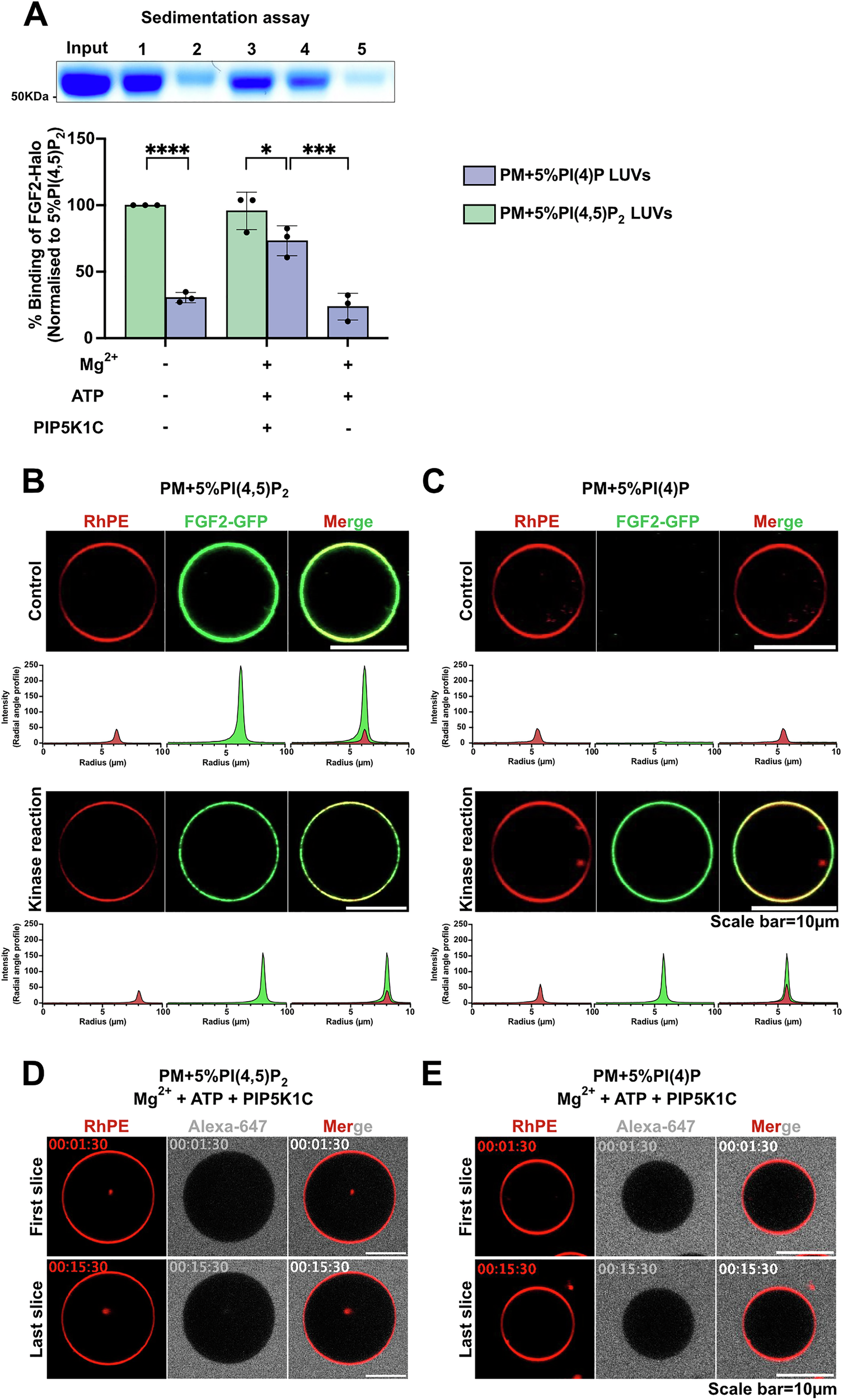 Fig. 3: Generation of PI(4,5)P2 asymmetric vesicles with plasma membrane-like lipid composition.