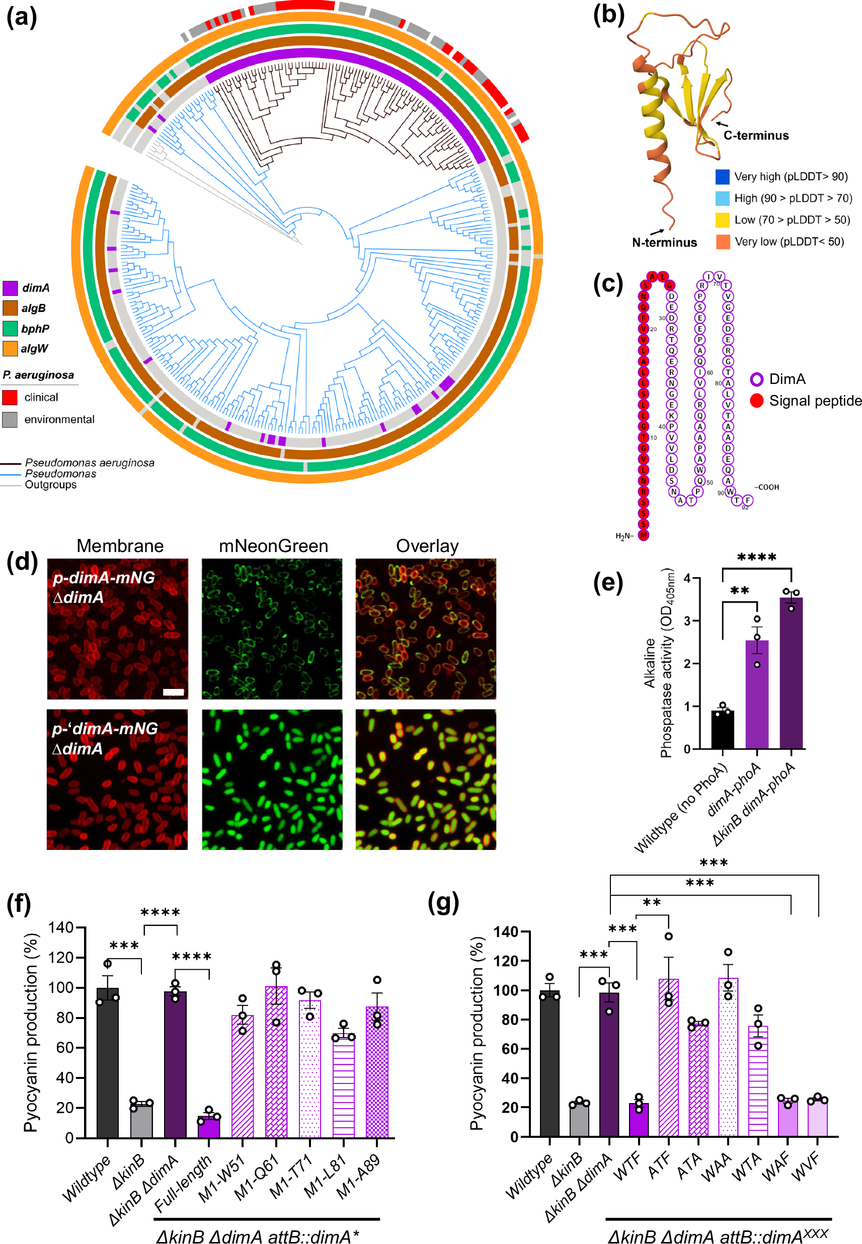 Fig. 4: The C-terminal WTF motif of DimA is required for its function.