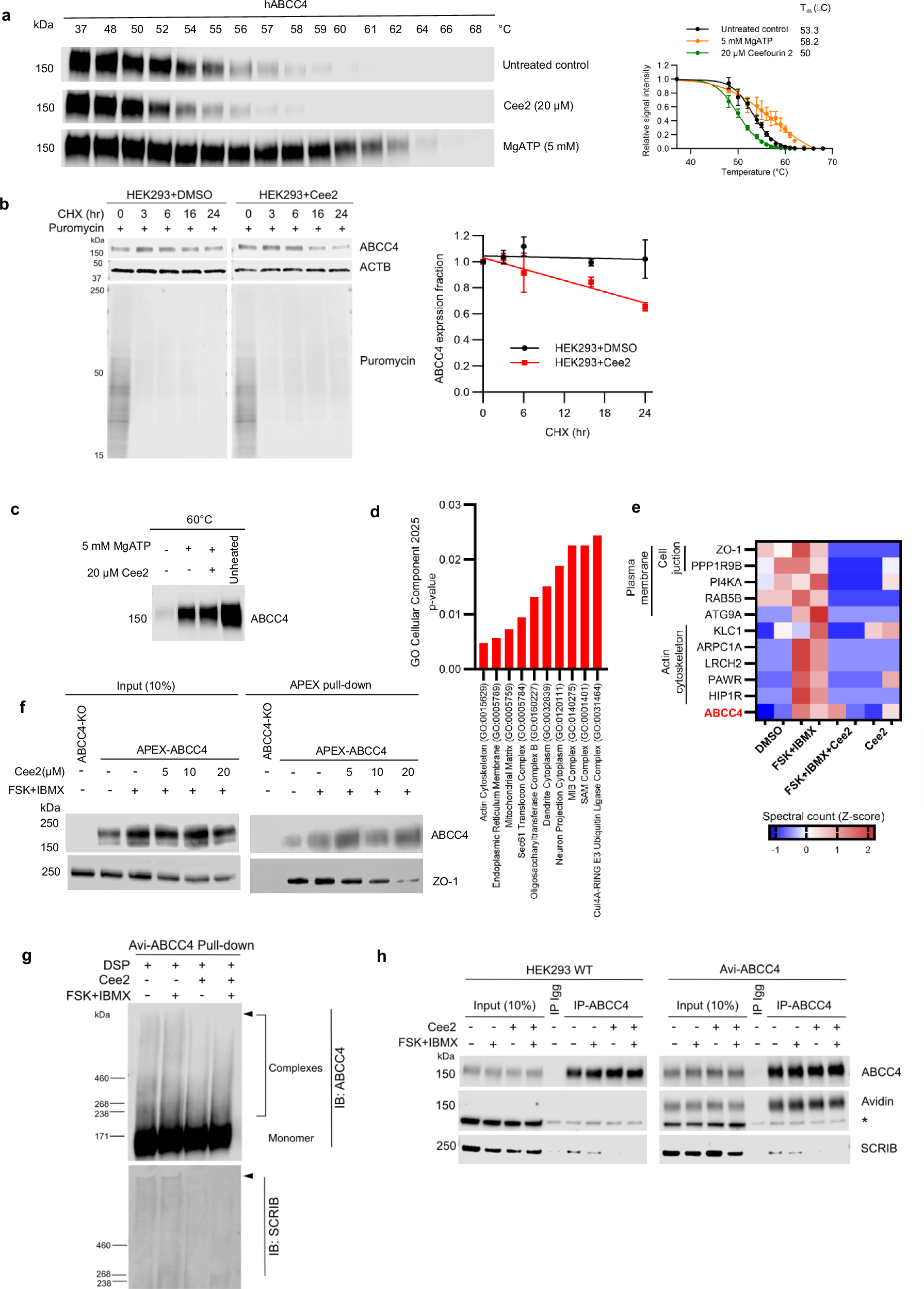 Fig. 5: Ceefourin 2 affects the ABCC4 network.