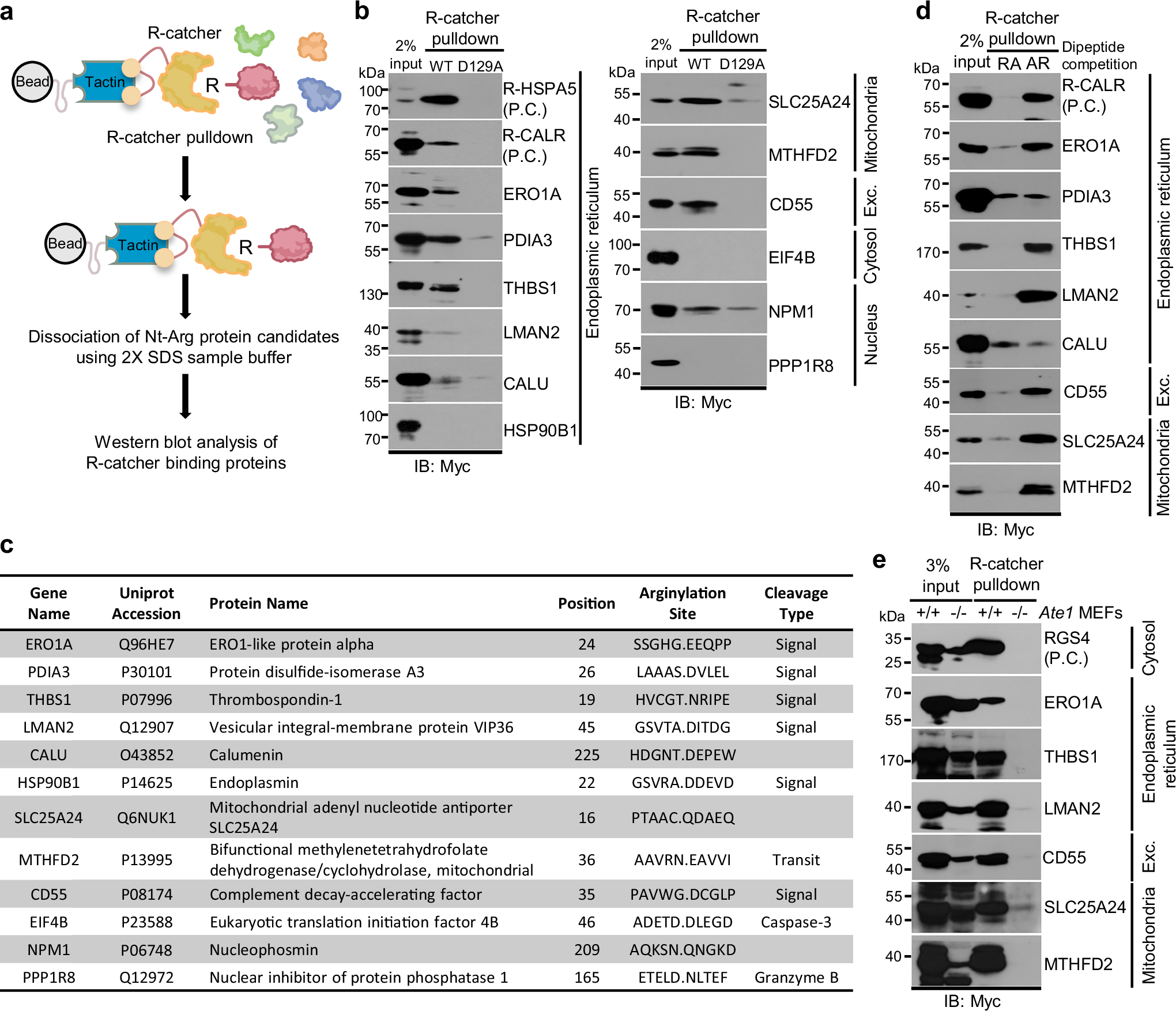 Fig. 6: Validation of Nt-arginylation candidate proteins using R-catcher pulldown assay.
