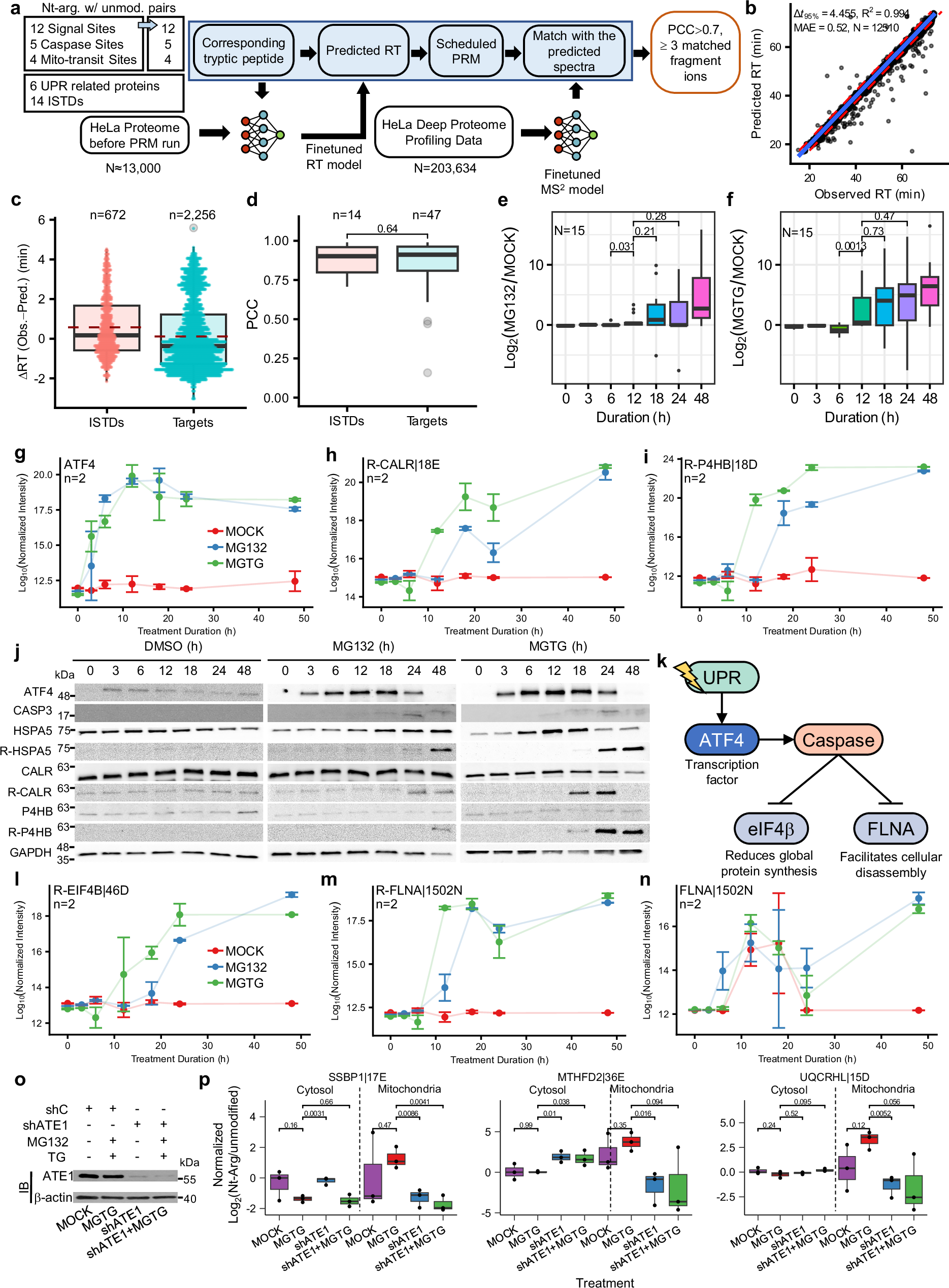 Fig. 7: Temporal change in Nt-arginylation during ER stress monitored by parallel reaction monitoring mass spectrometry.