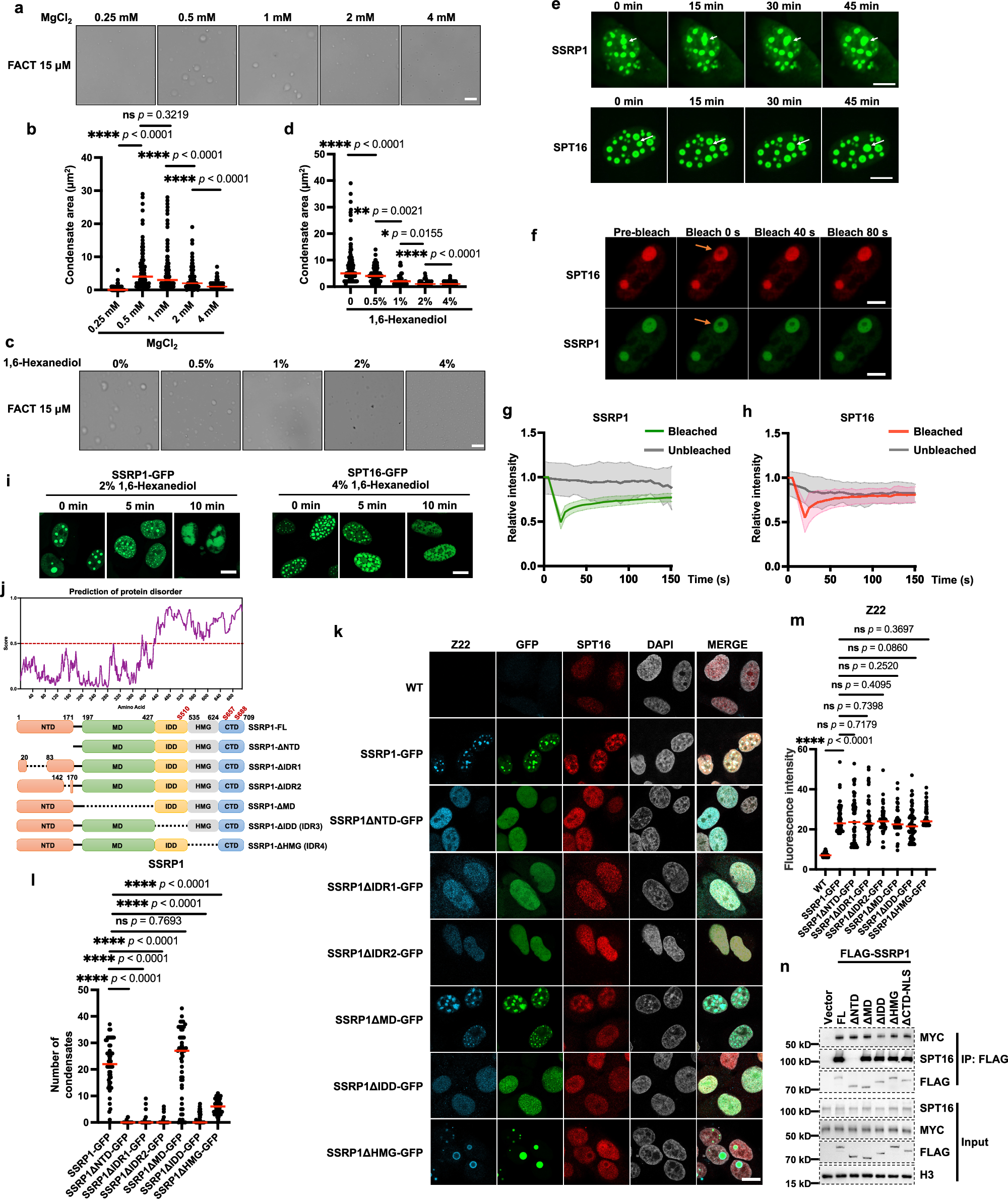 Fig. 3: FACT complex performs phase separation in vivo and in vitro.