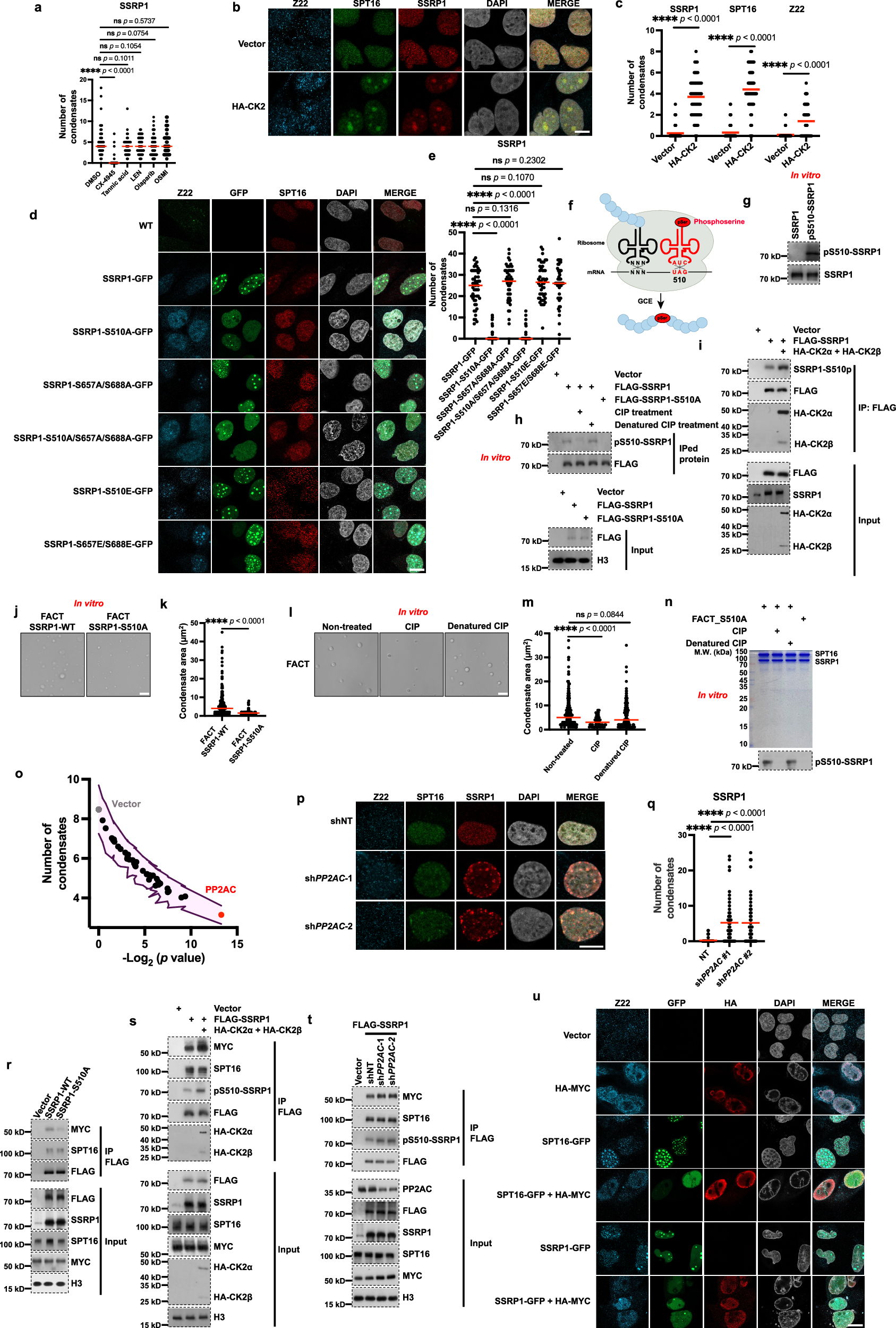 Fig. 4: The FACT complex is phosphorylated by CK2 and dephosphorylated by PP2AC, impacting its phase separation and binding with MYC.