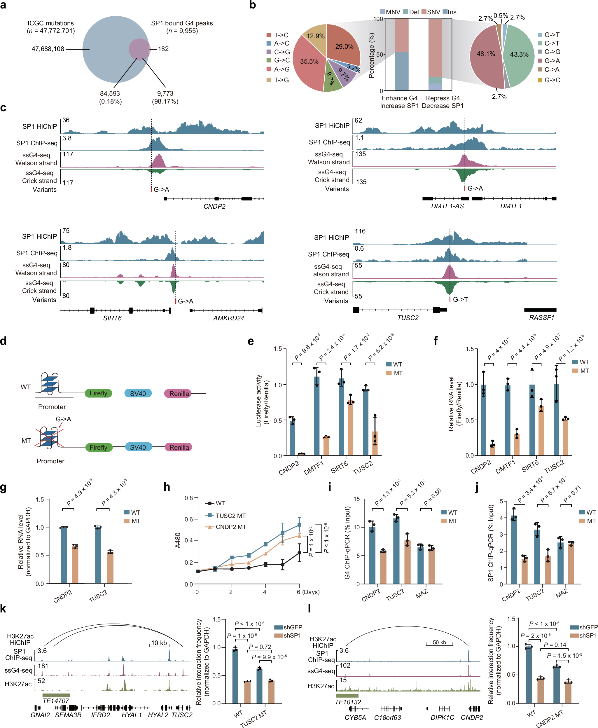Fig. 7: Risk variants disrupt G4s and SP1 binding to promote tumor cell growth.