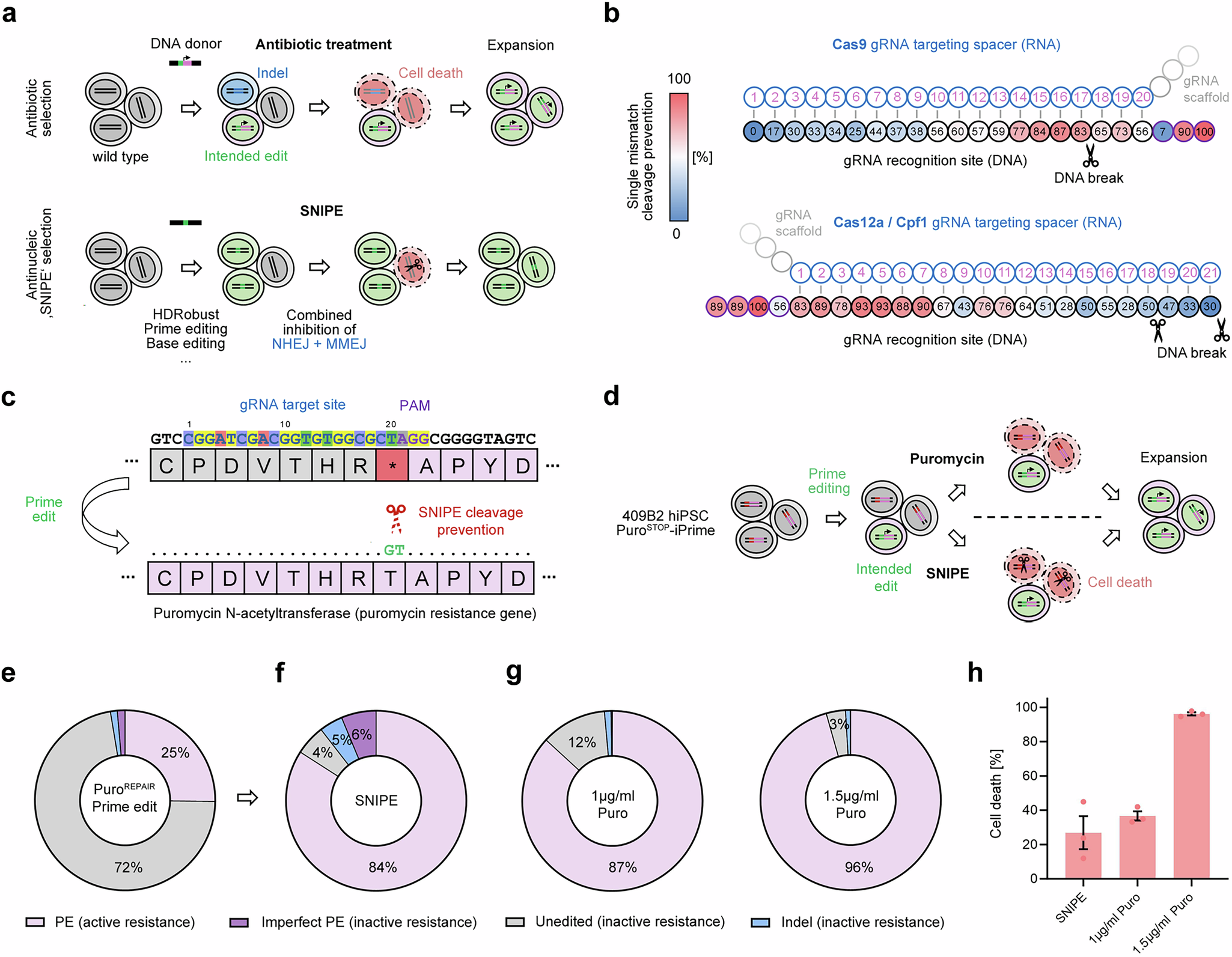 新手法でDNA編集効率を高め、がん細胞を死滅(New method boosts DNA editing efficiency and kills cancer cells in the lab)