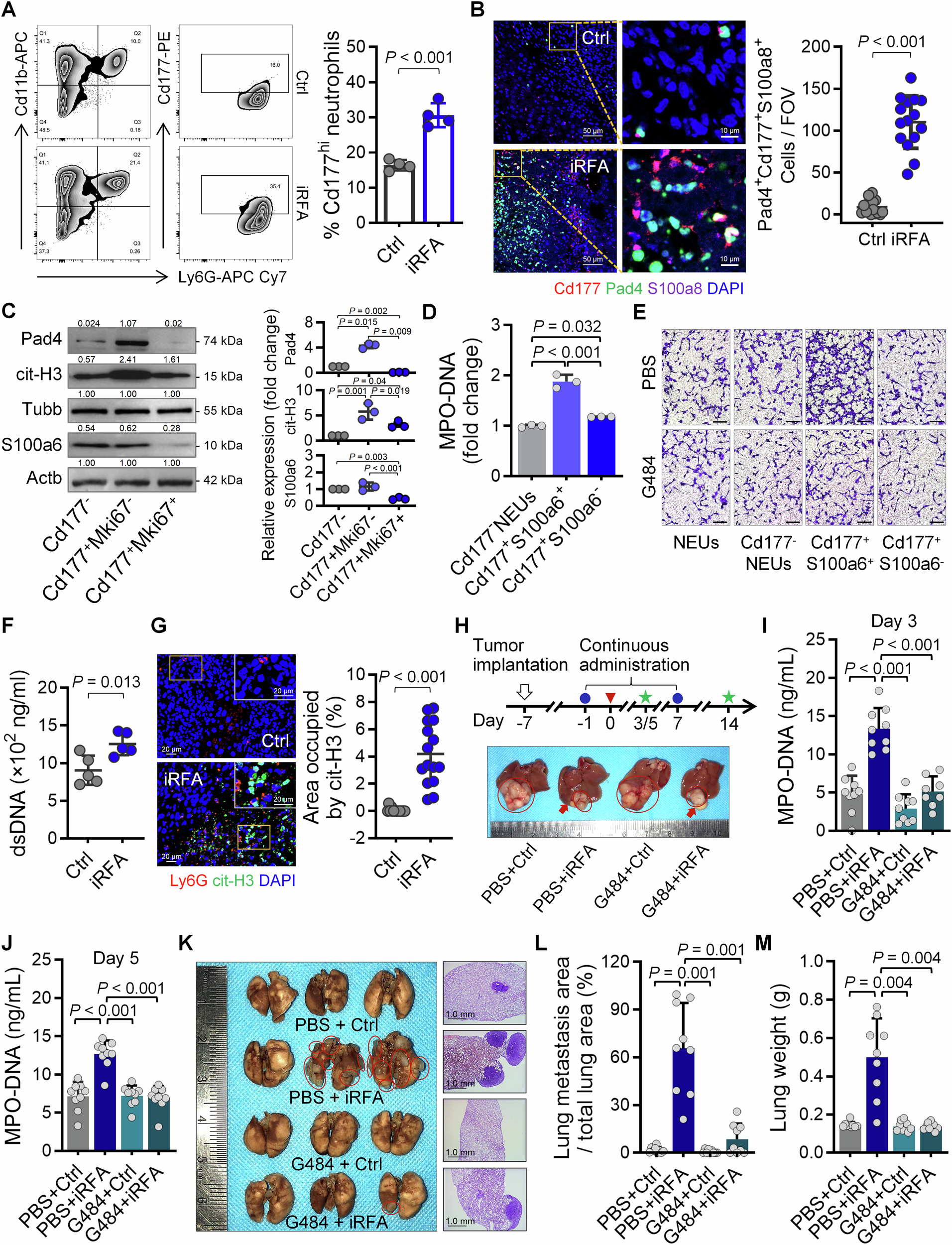 Fig. 3: Cd177hiPad4hi neutrophils produce NETs and drive lung metastasis in iRFA.