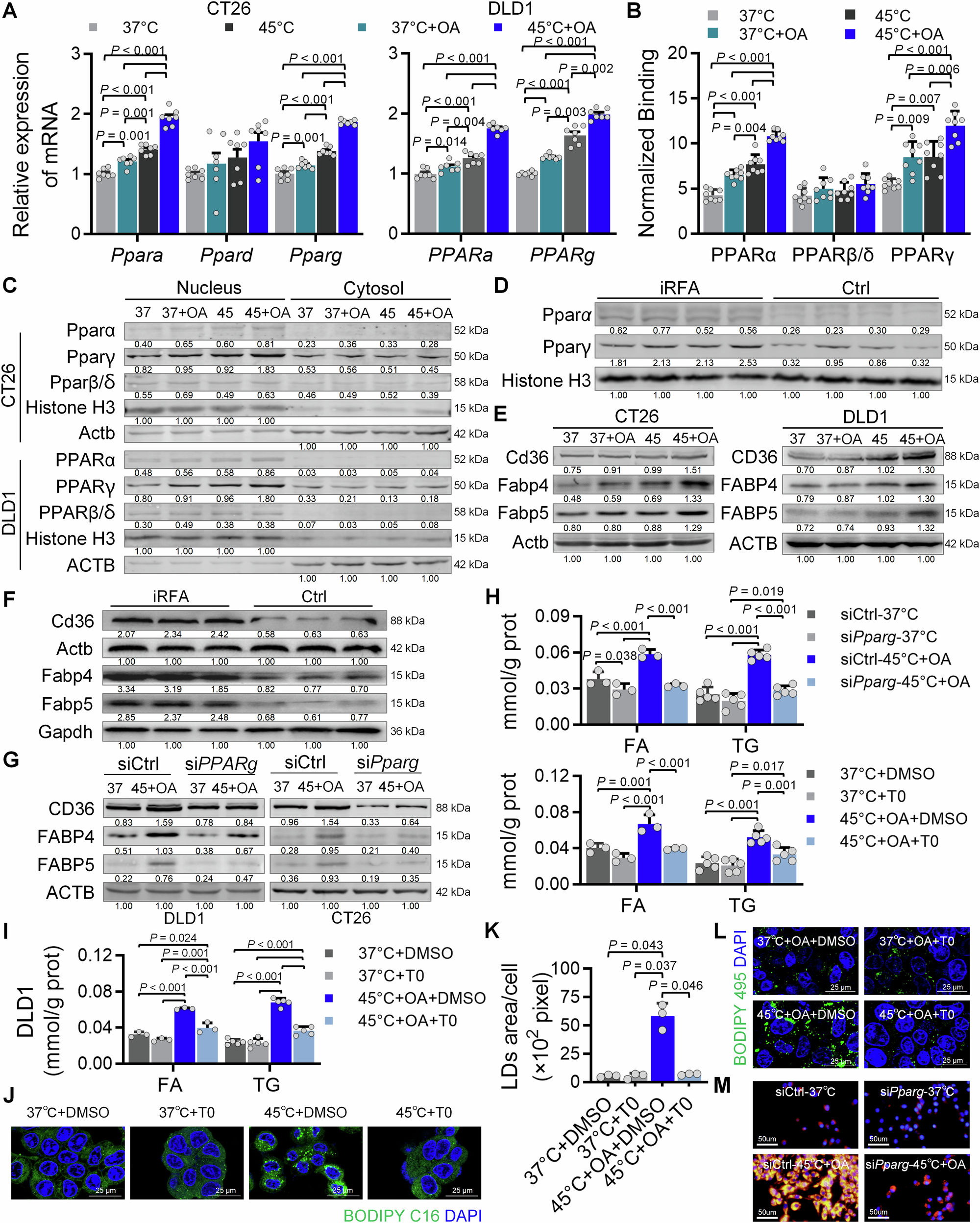 Fig. 5: Expression of PPARγ, CD36, and FABP4/5 in tumor cells.