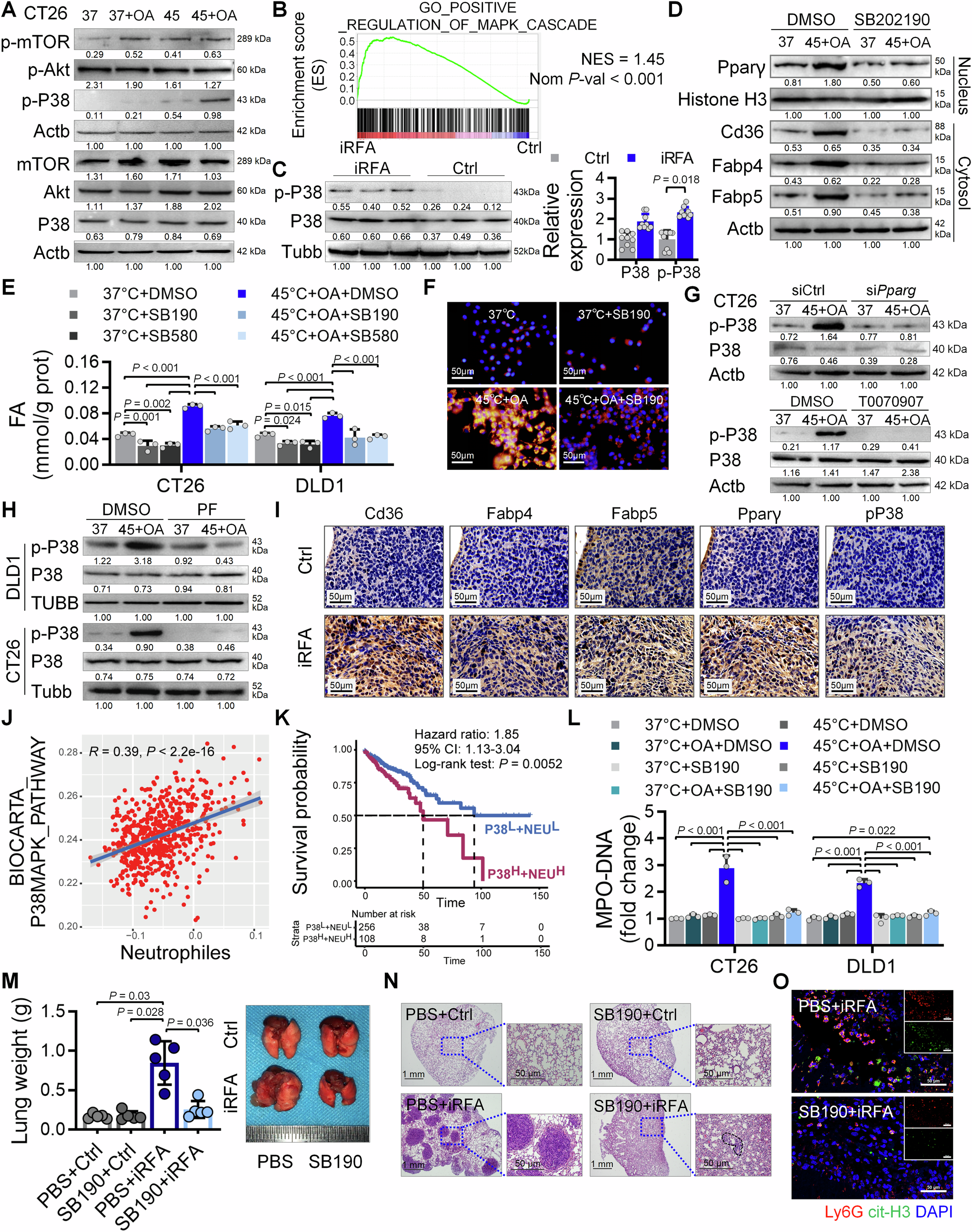 Fig. 6: The positive feedback loop between PPARγ and P38 promotes NET production.