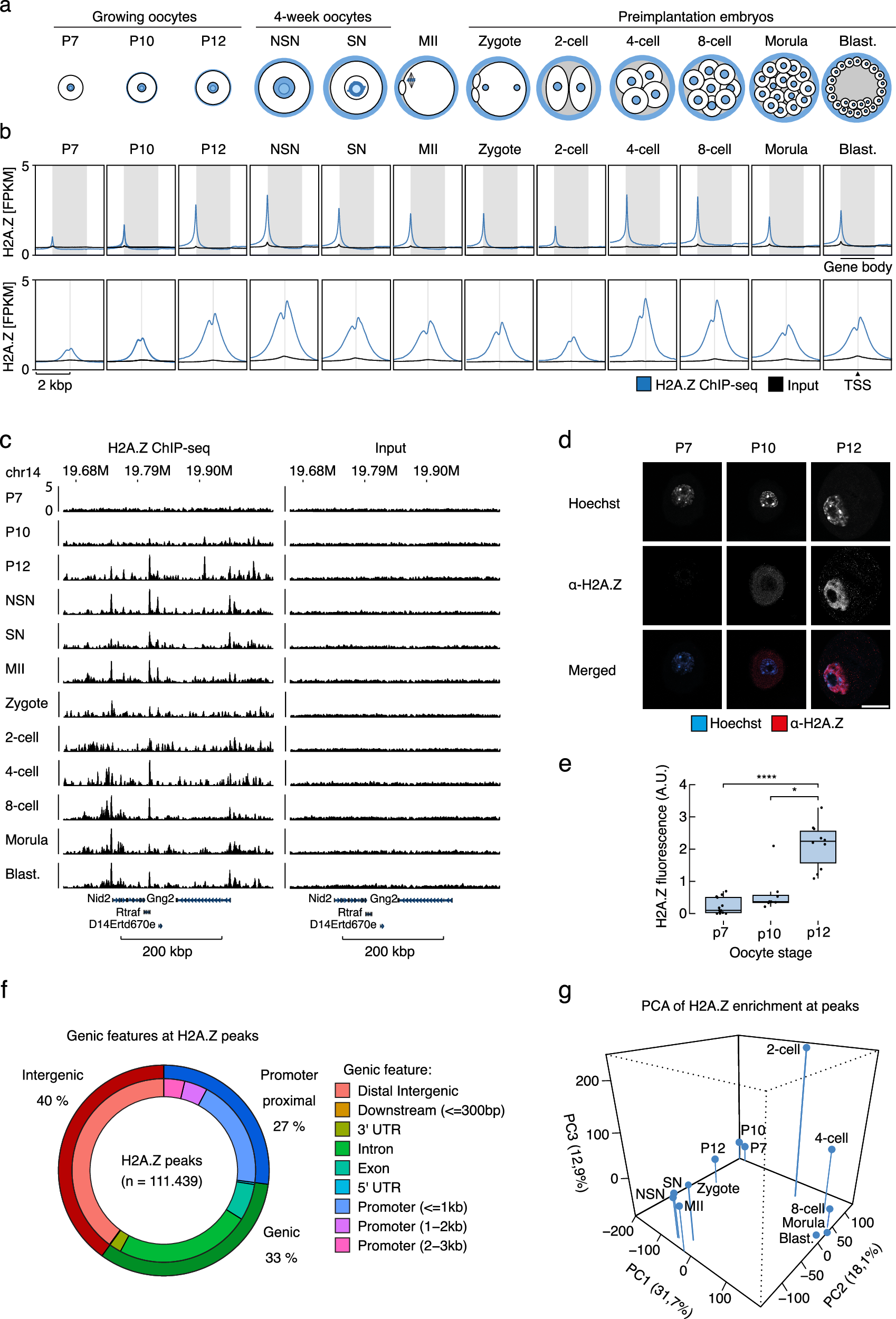 Fig. 1: H2A.Z is incorporated both in mouse oocytes and preimplantation embryos.