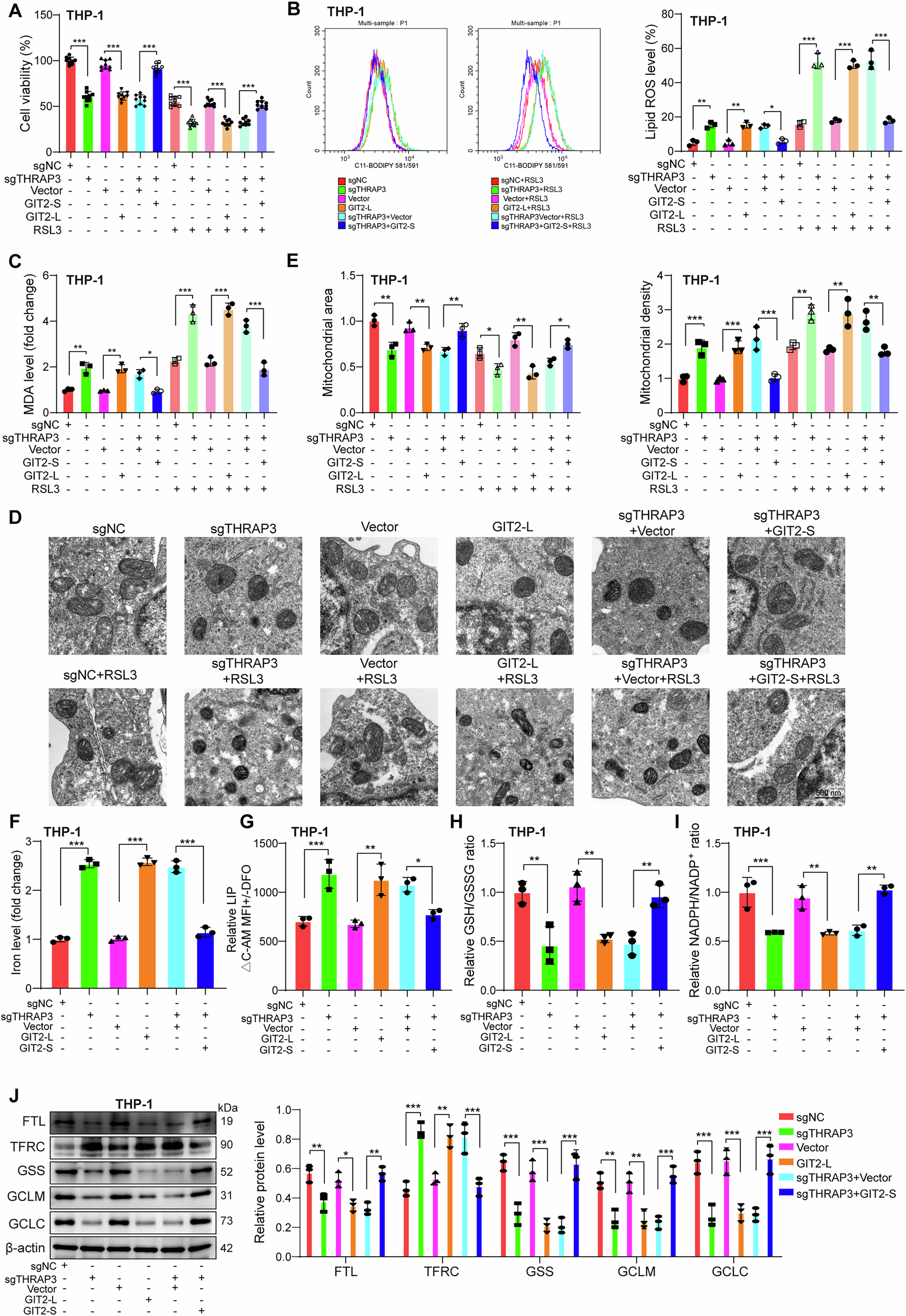 Fig. 9: THRAP3 knockdown restrained GIT2 Exon14 skipping to sensitize AML cells to ferroptosis.
