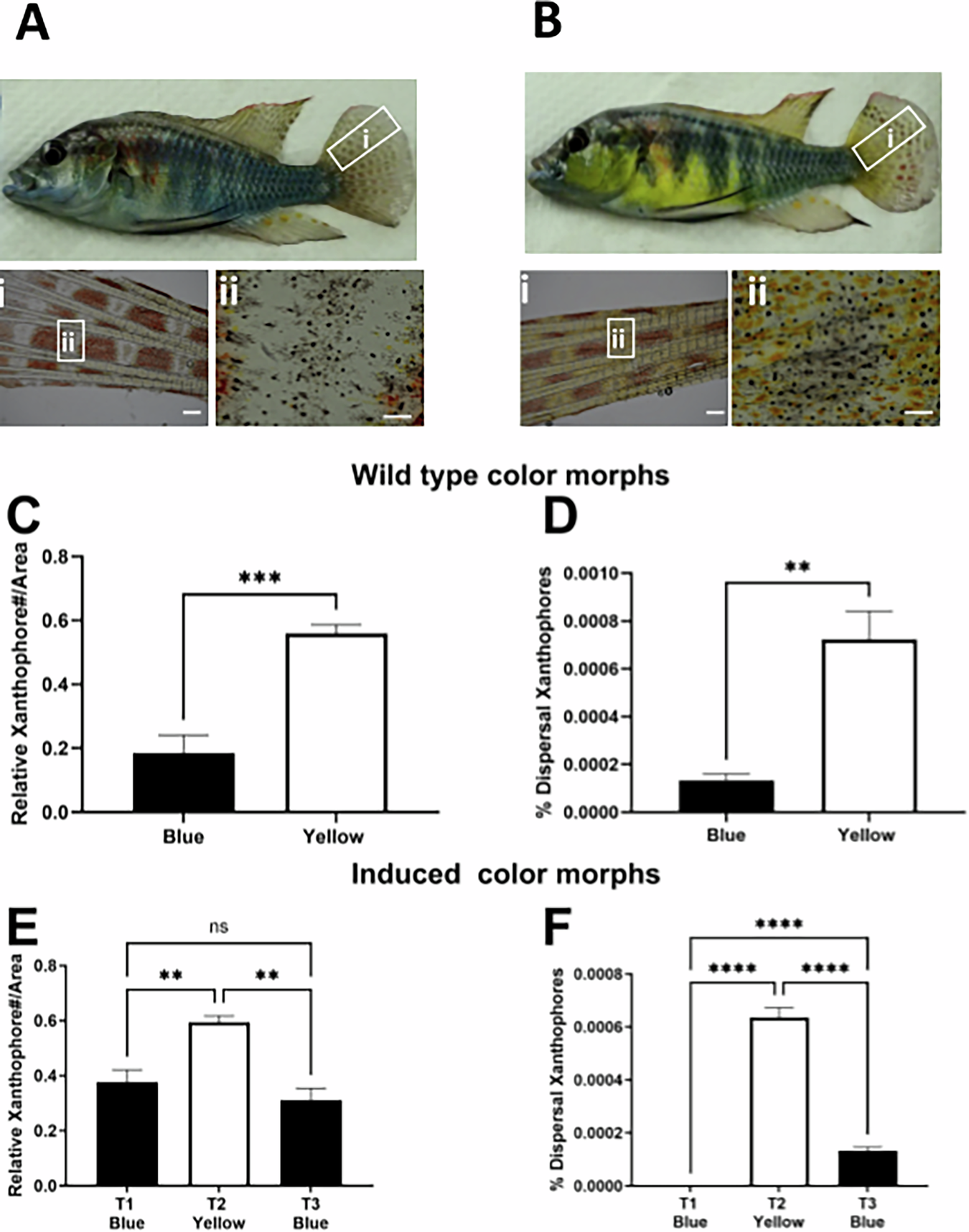 Fig. 2: Visual environment alters xanthophore number and pigment dispersal in A. burtoni.