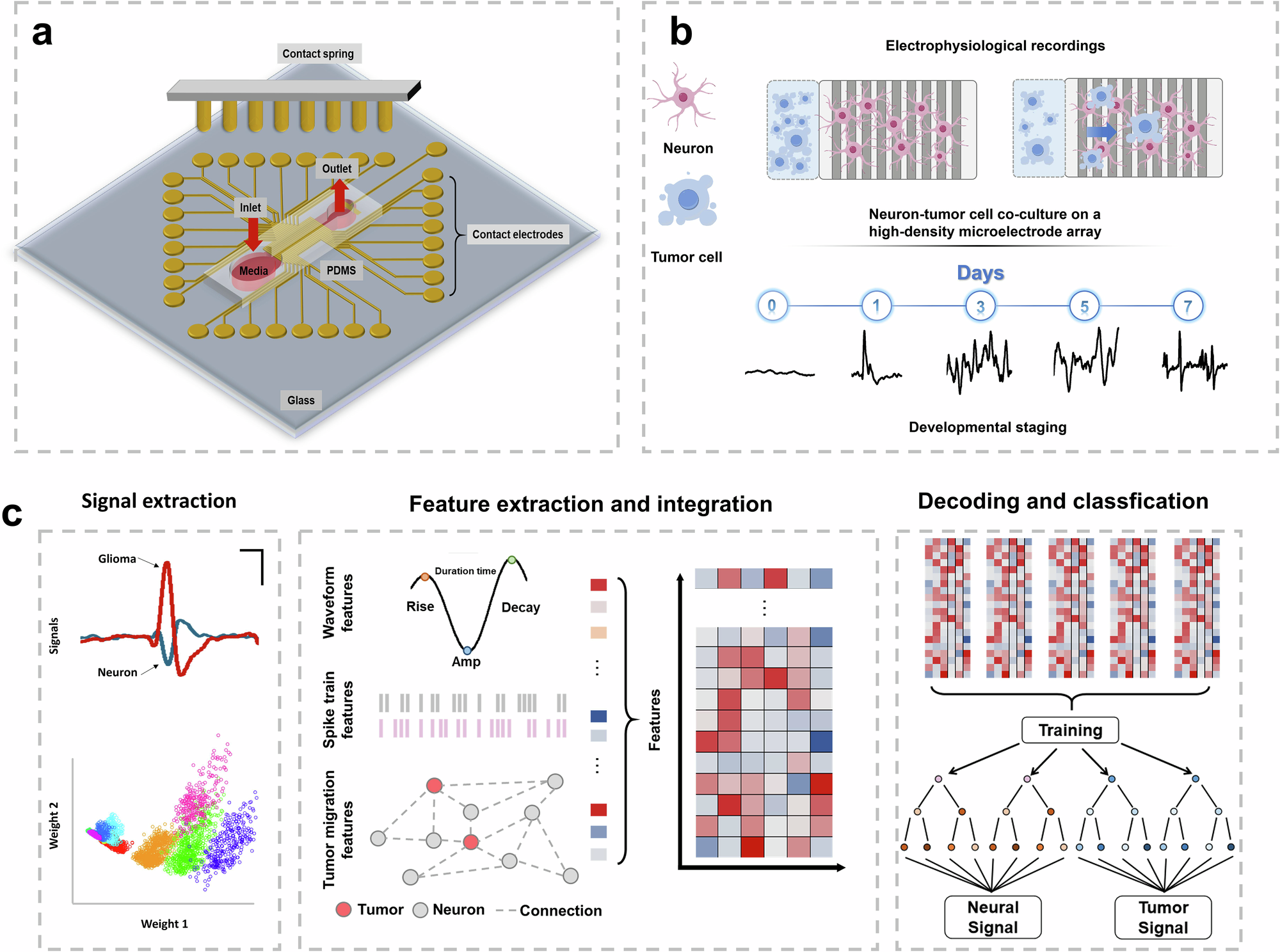 A Machine Learning-Driven Electrophysiological Platform for Real-Time  Tumor-Neural Interaction Analysis and Modulation | Nature Communications