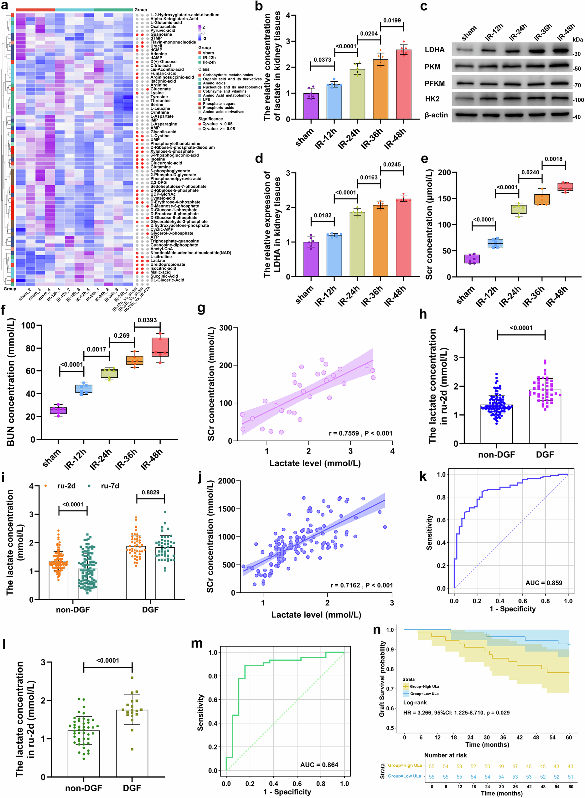 Fig. 1: The high levels of glycolysis and lactate are correlated to the delayed graft function (DGF).