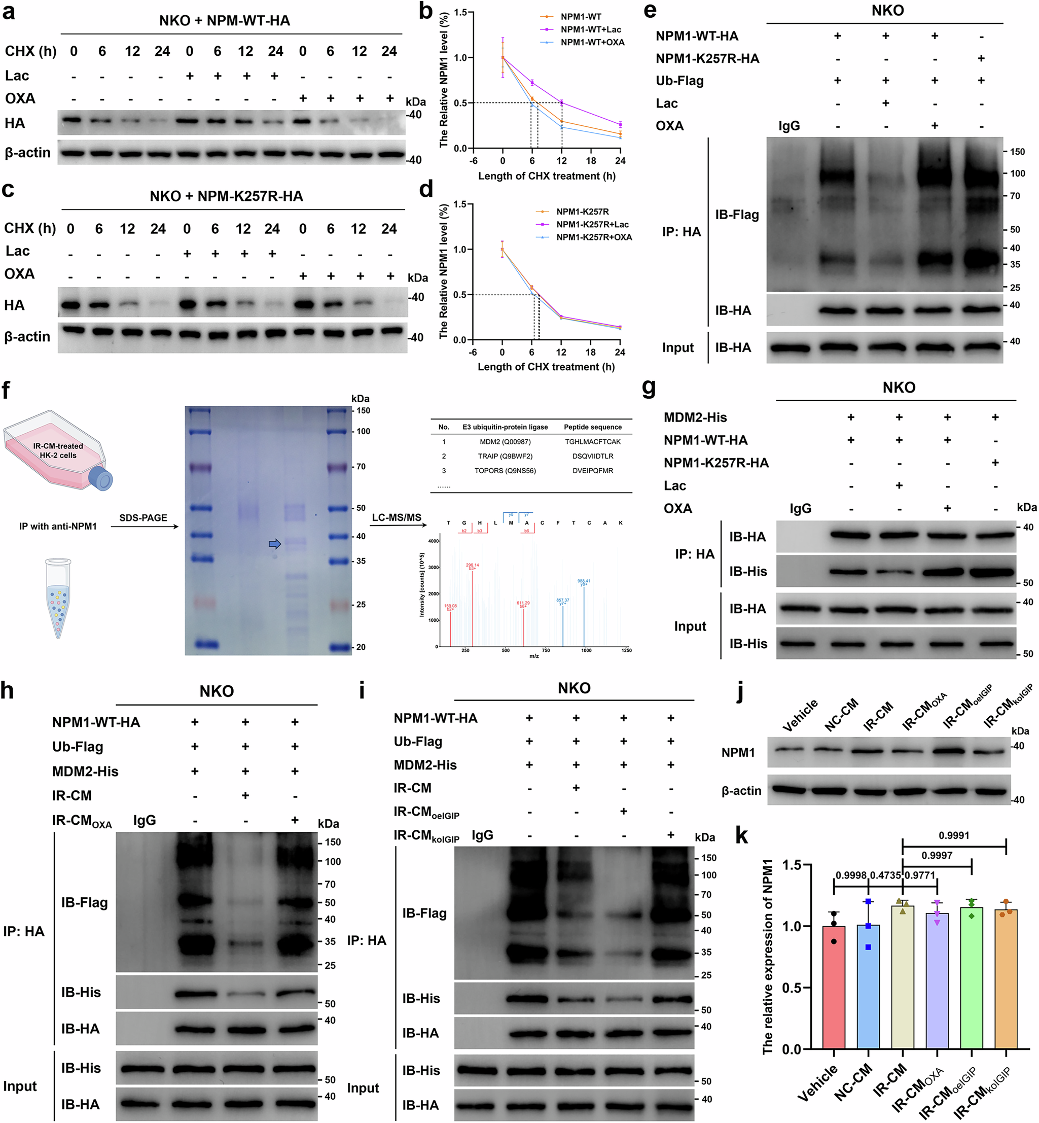 Fig. 5: NPM1 lactylation enhances protein stability by suppressing MDM2-mediated ubiquitination.