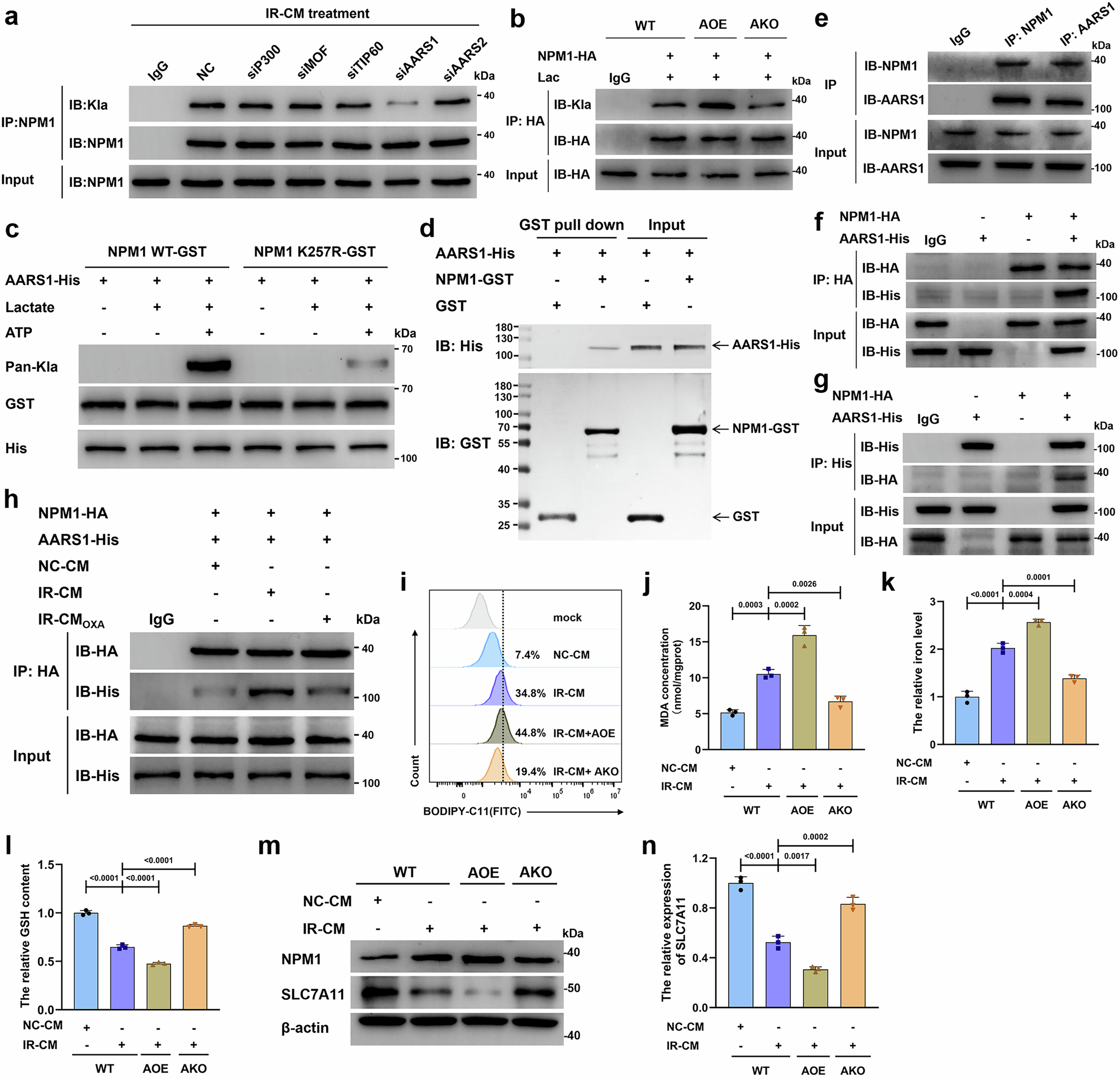 Fig. 6: AARS1 functions as a lactyltransferase that facilitates NPM1 lactylation and induces ferroptosis in HK-2 cells.