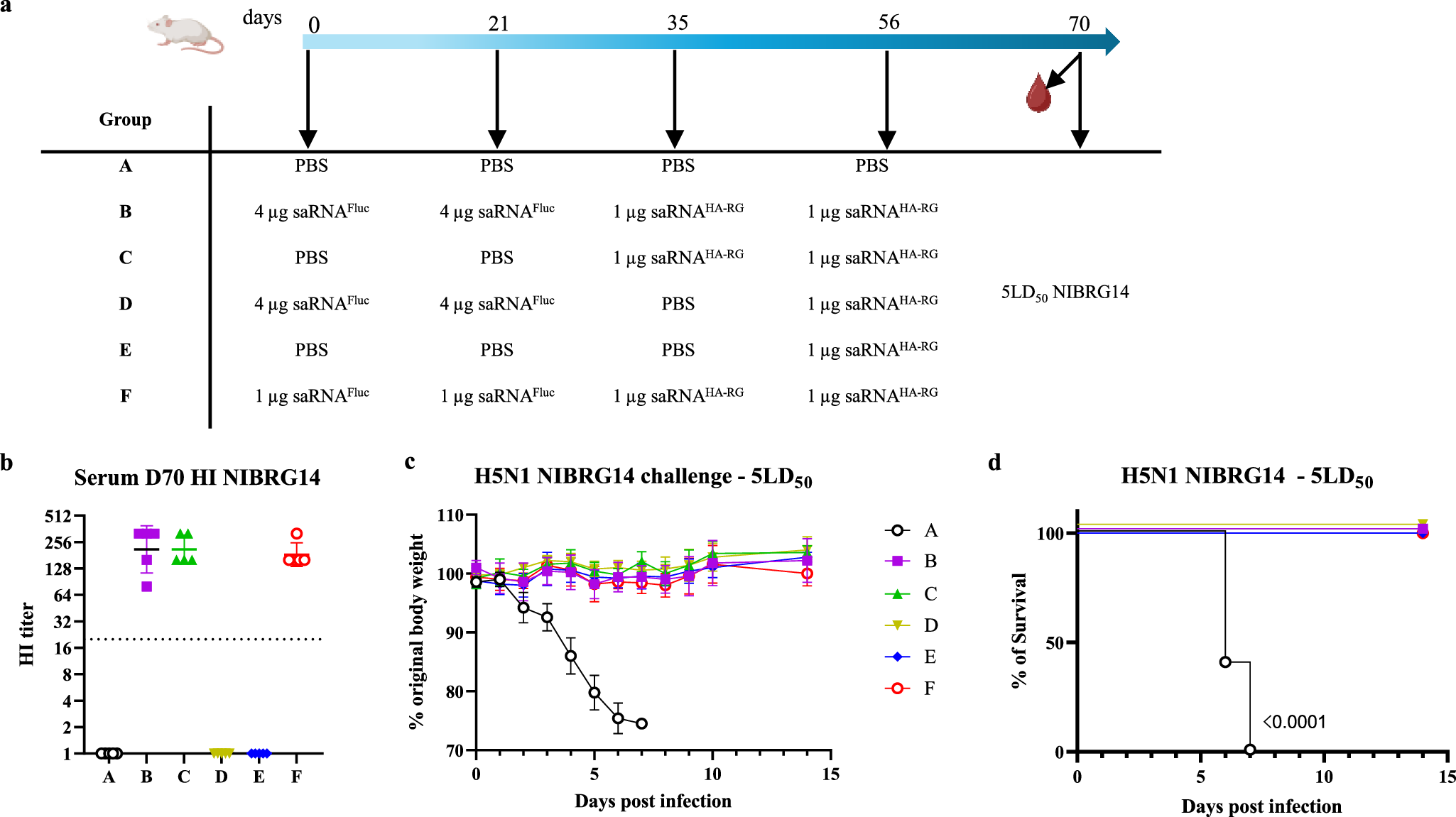Fig. 6: Pre-existing anti-replicase immunity does not affect the protection efficacy of a saRNAHA vaccine against a lethal H5N1 challenge.
