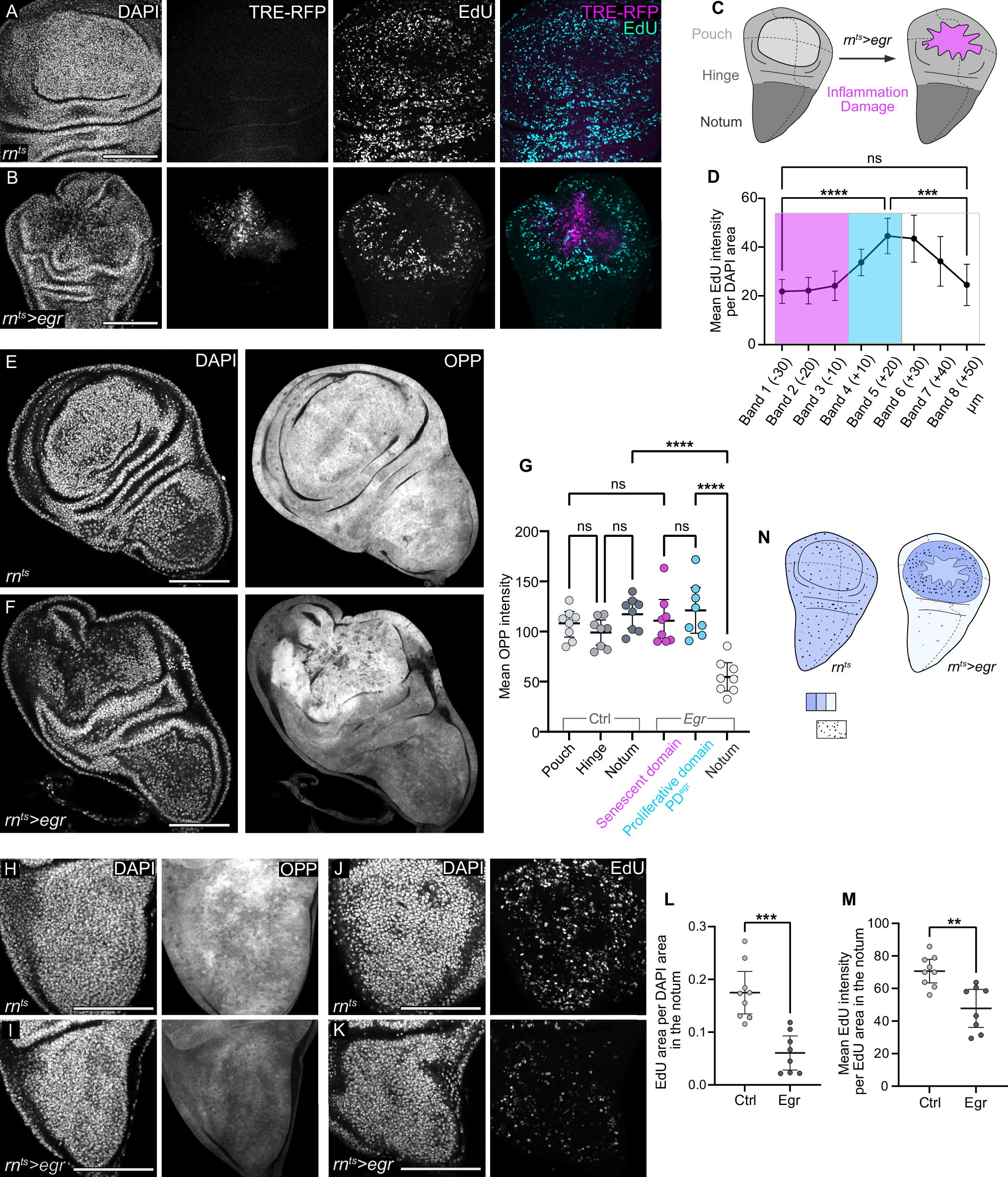 A JAK/STAT-Pdk1-S6K axis bypasses systemic growth restrictions to promote  regeneration | Nature Communications