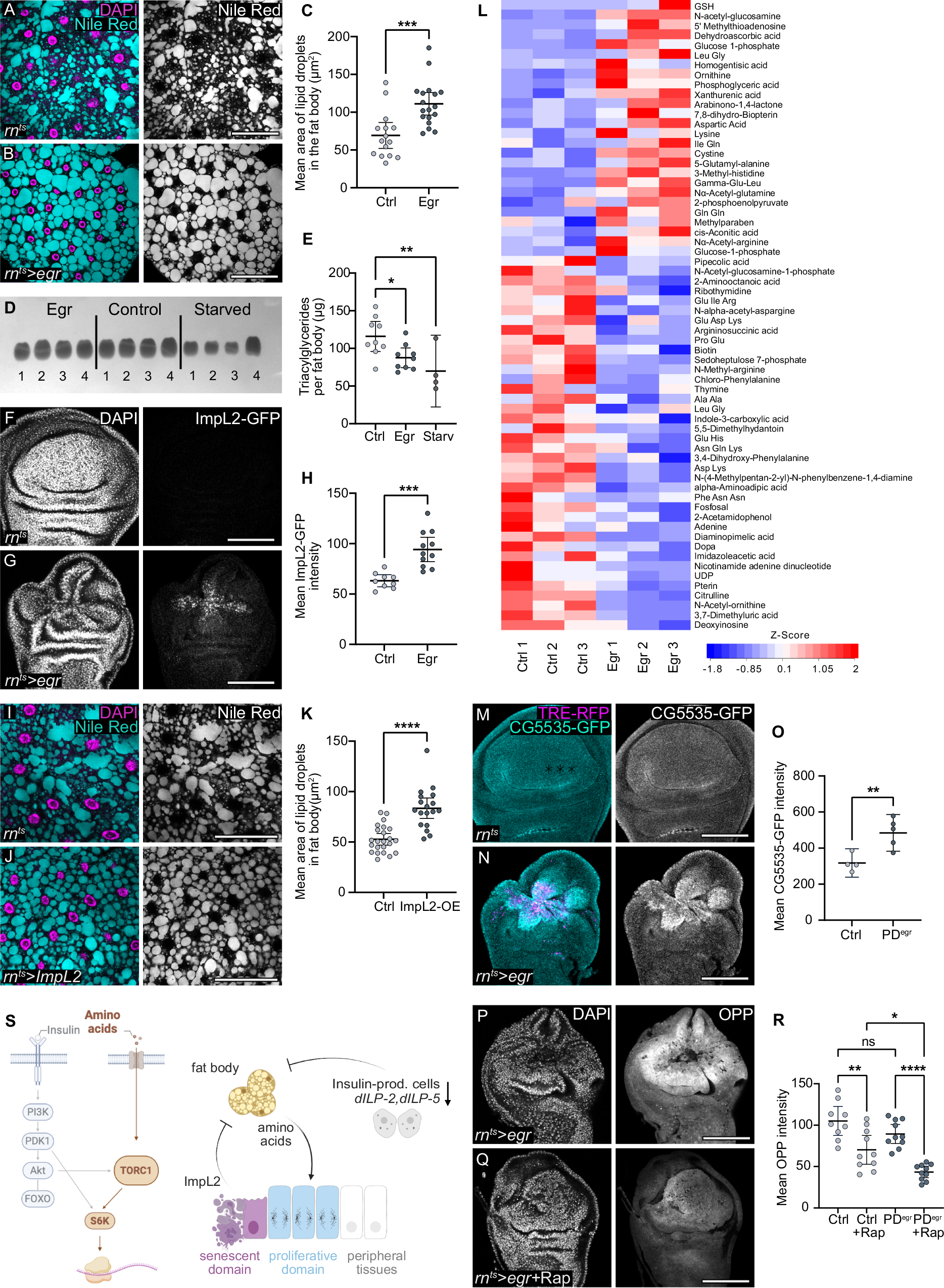Fig. 3: Fat body catabolism and nutrient release to hemolymph facilitates regenerative proliferation through mTORC signalling pathway.