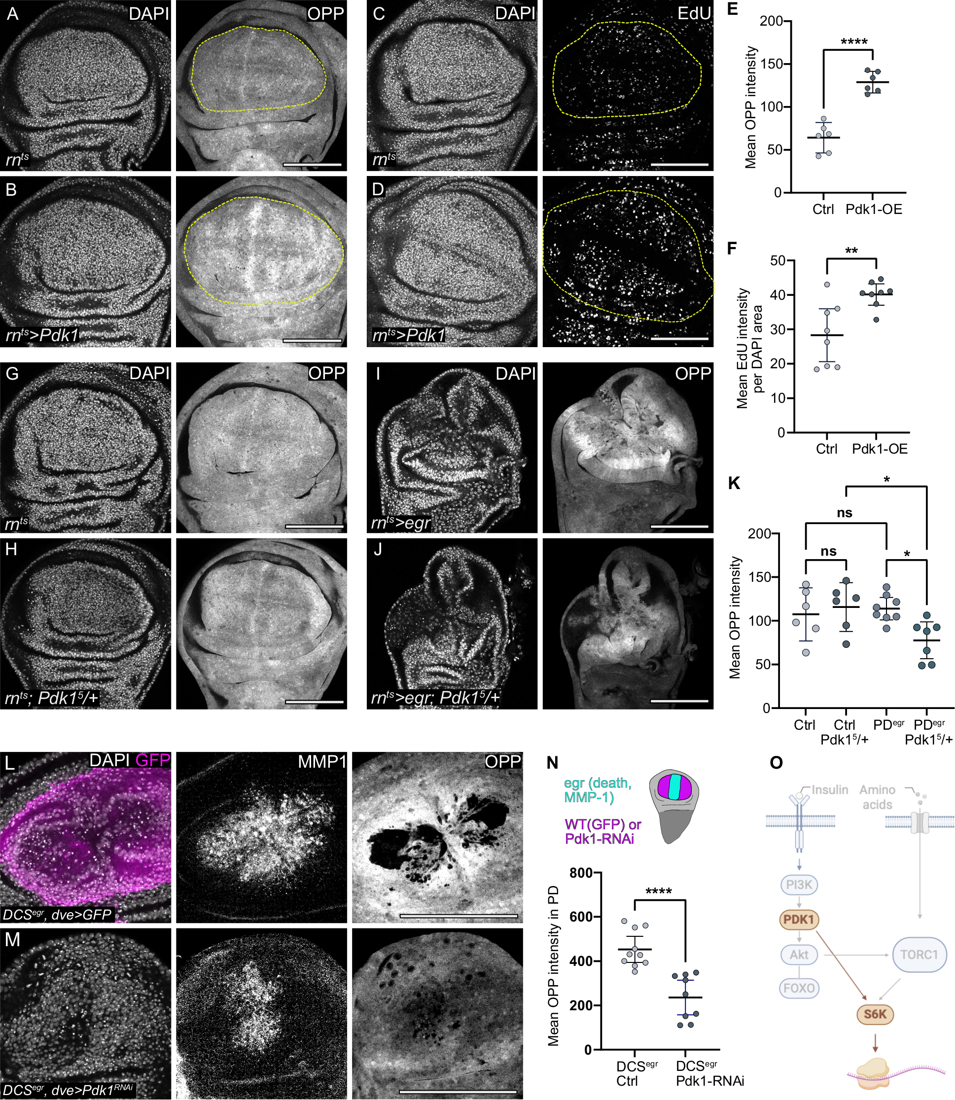 Fig. 5: Pdk1 upregulation is sufficient and necessary for regenerative growth and proliferation.