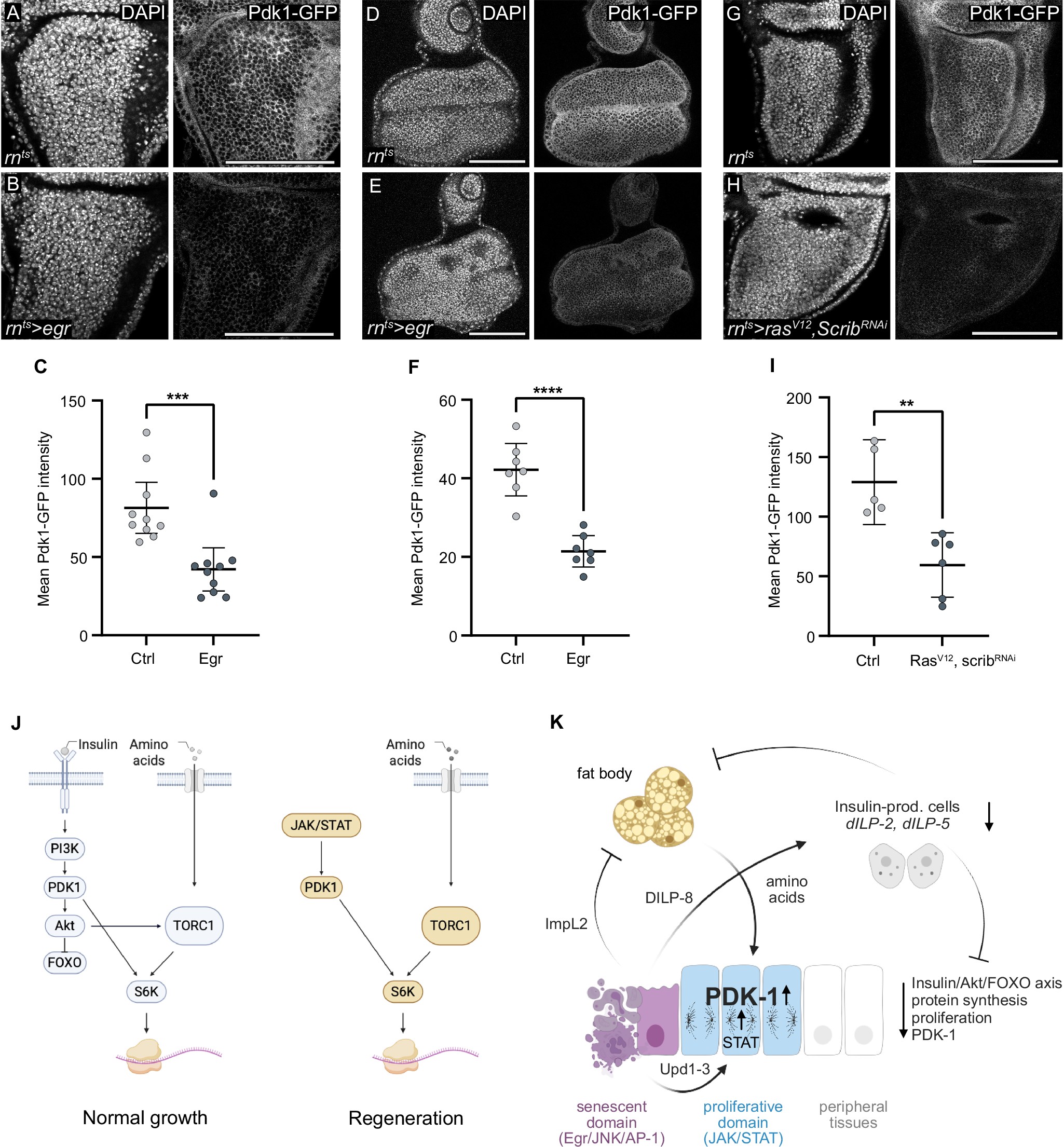 Fig. 8: Pdk1 downregulation in peripheral discs correlates with systemic growth restriction.