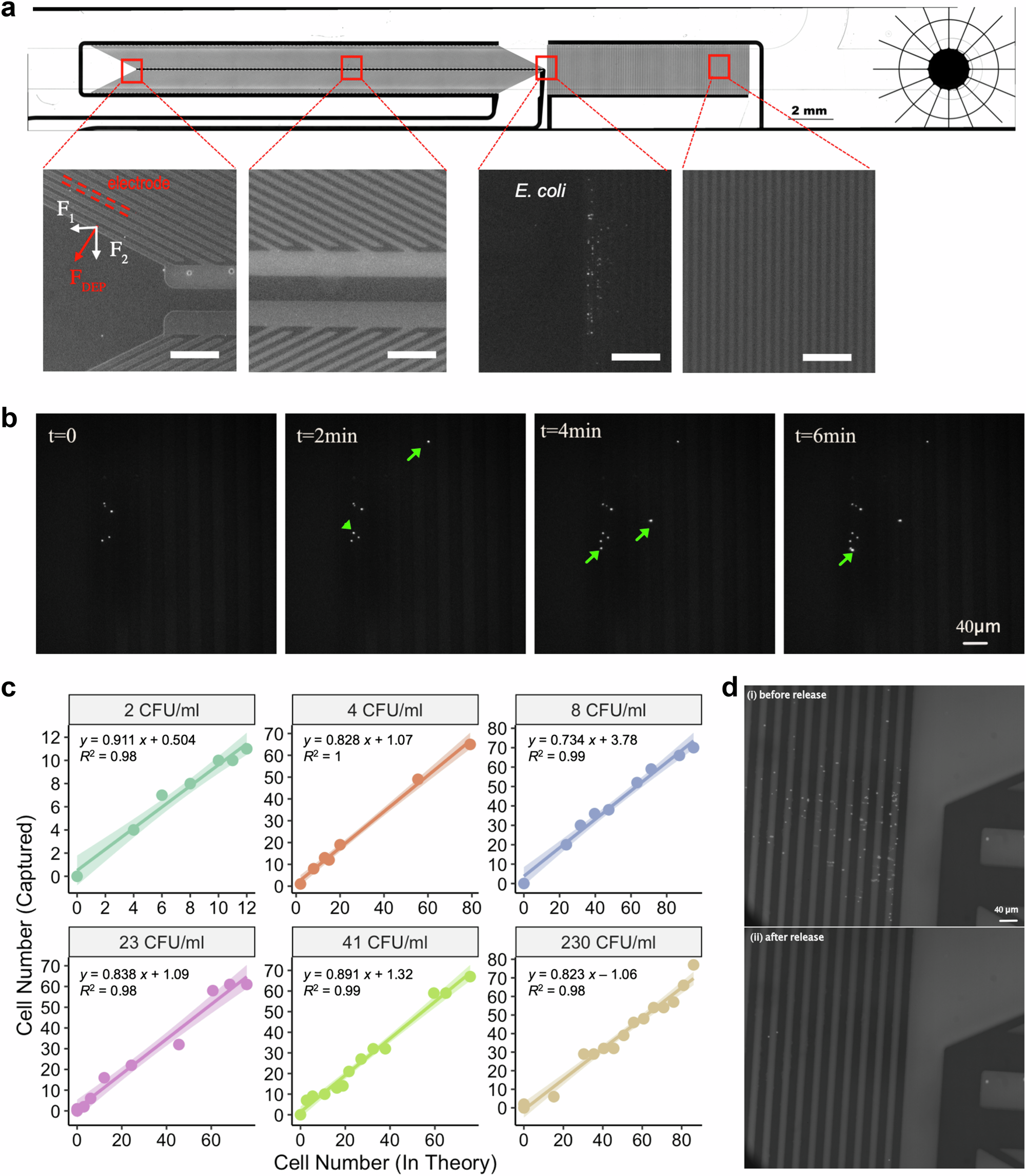 Fig. 4: Effective bacteria enrichment and release at low concentrations.