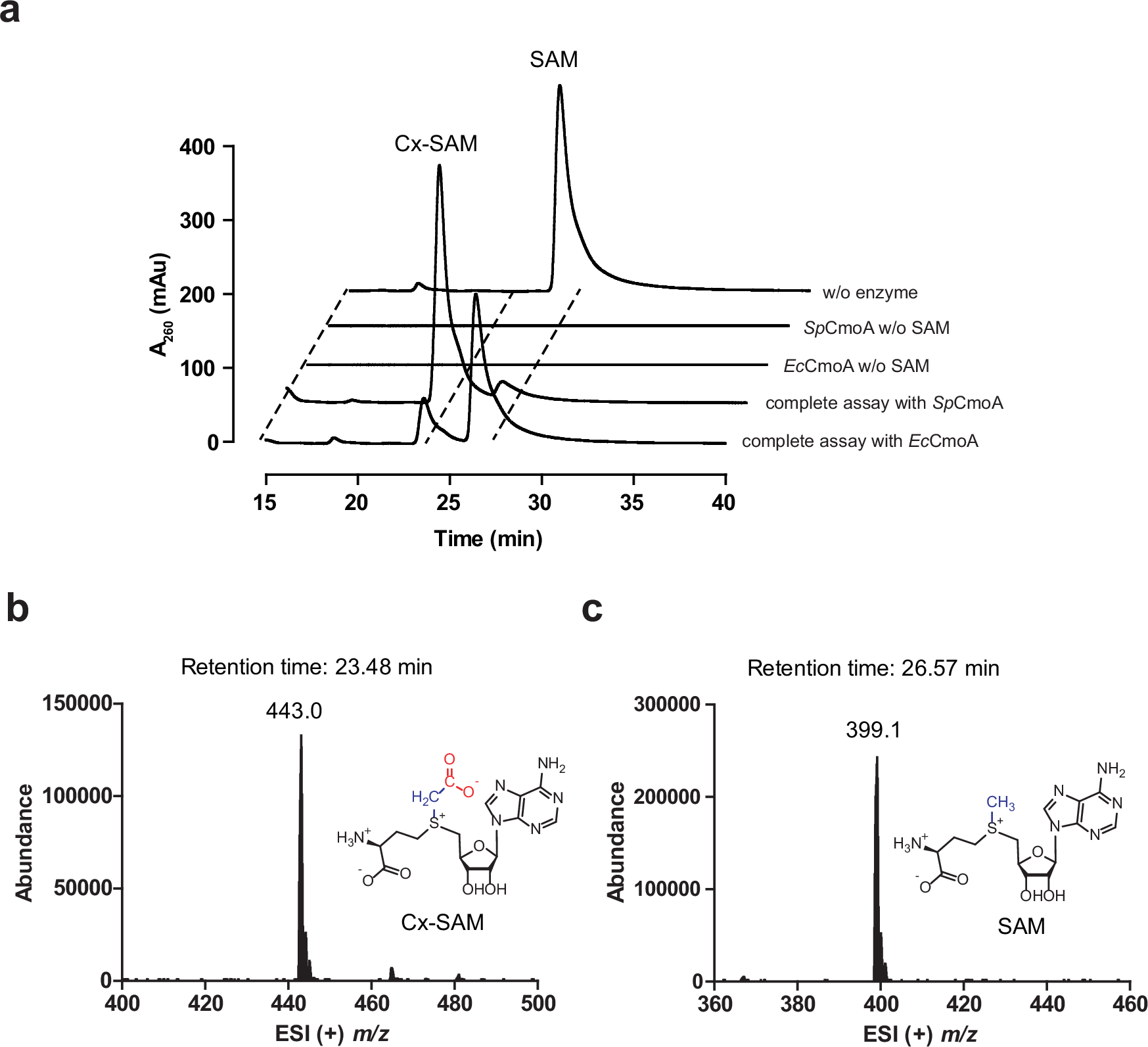 Fig. 2: The activity assay of SpCmoA.