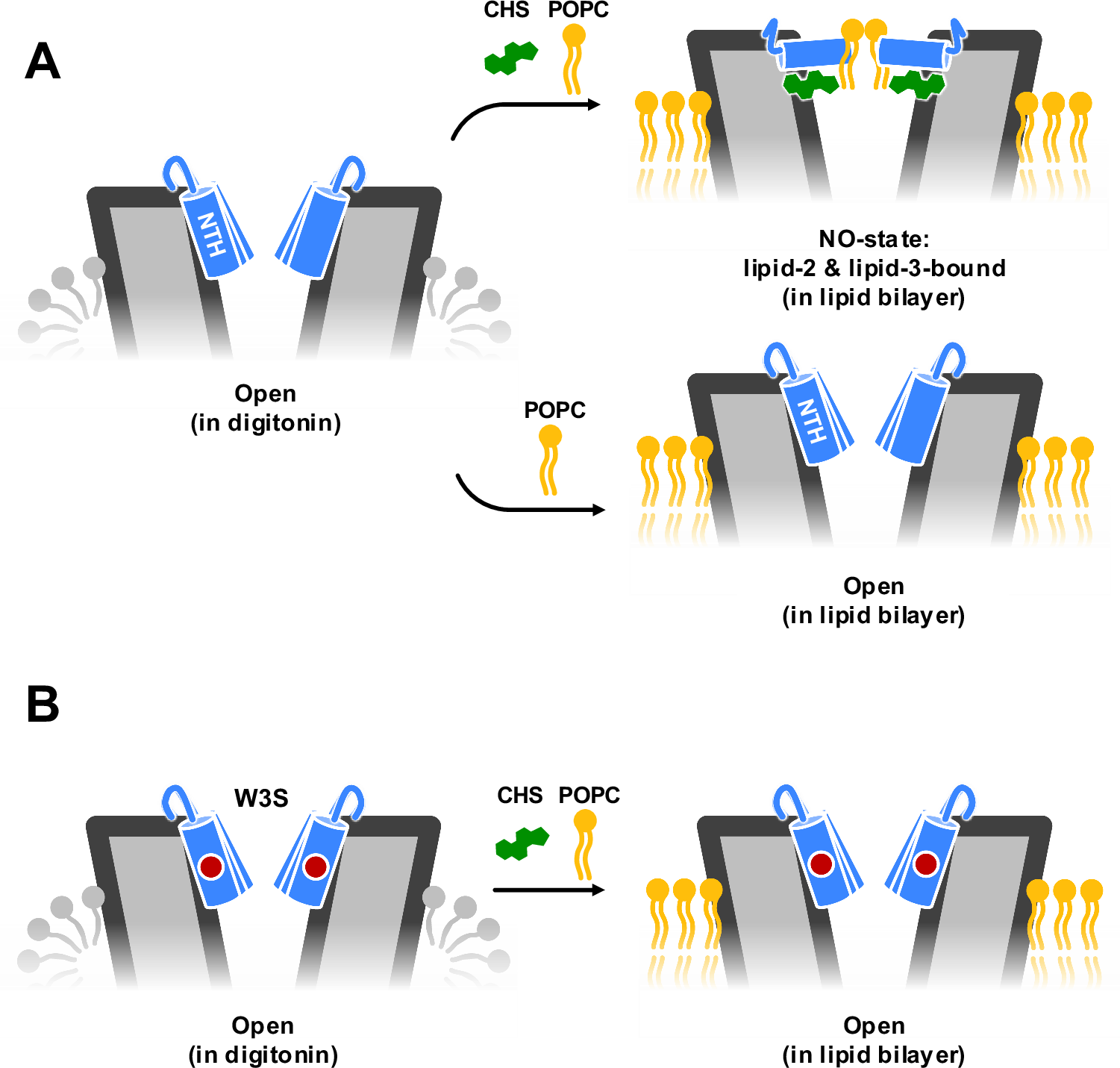 Fig. 8: A schematic representation of the N-terminus changes in Cx32 GJC in response to changes in lipid composition.