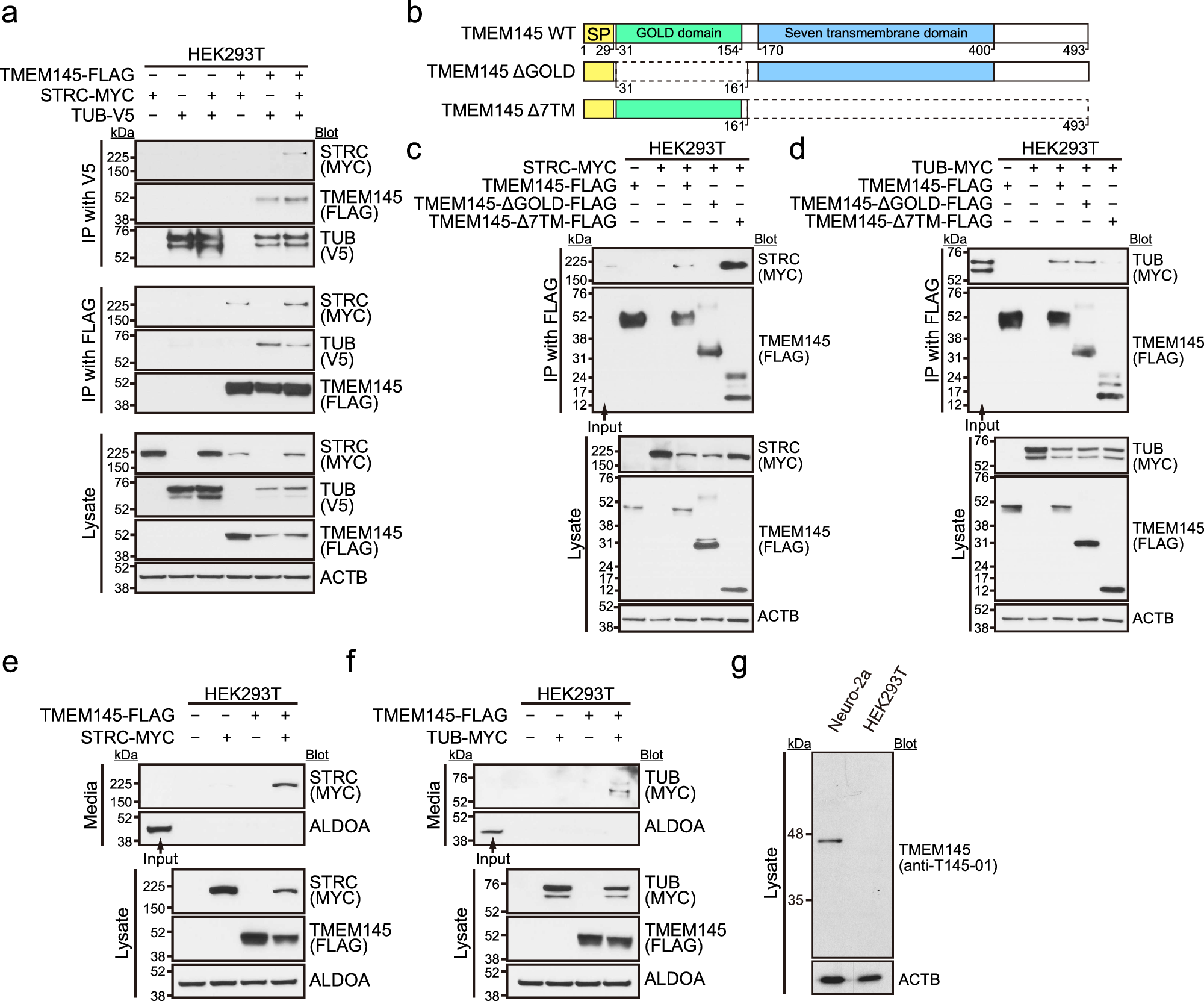 Fig. 4: TMEM145 interacts with STRC and TUB and induces their secretion.