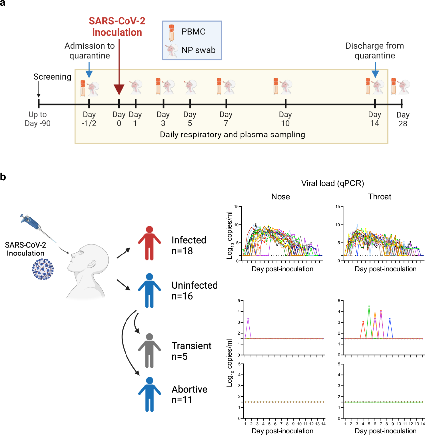 Fig. 1: Divergent outcomes in seronegative adults inoculated with SARS-CoV-2.