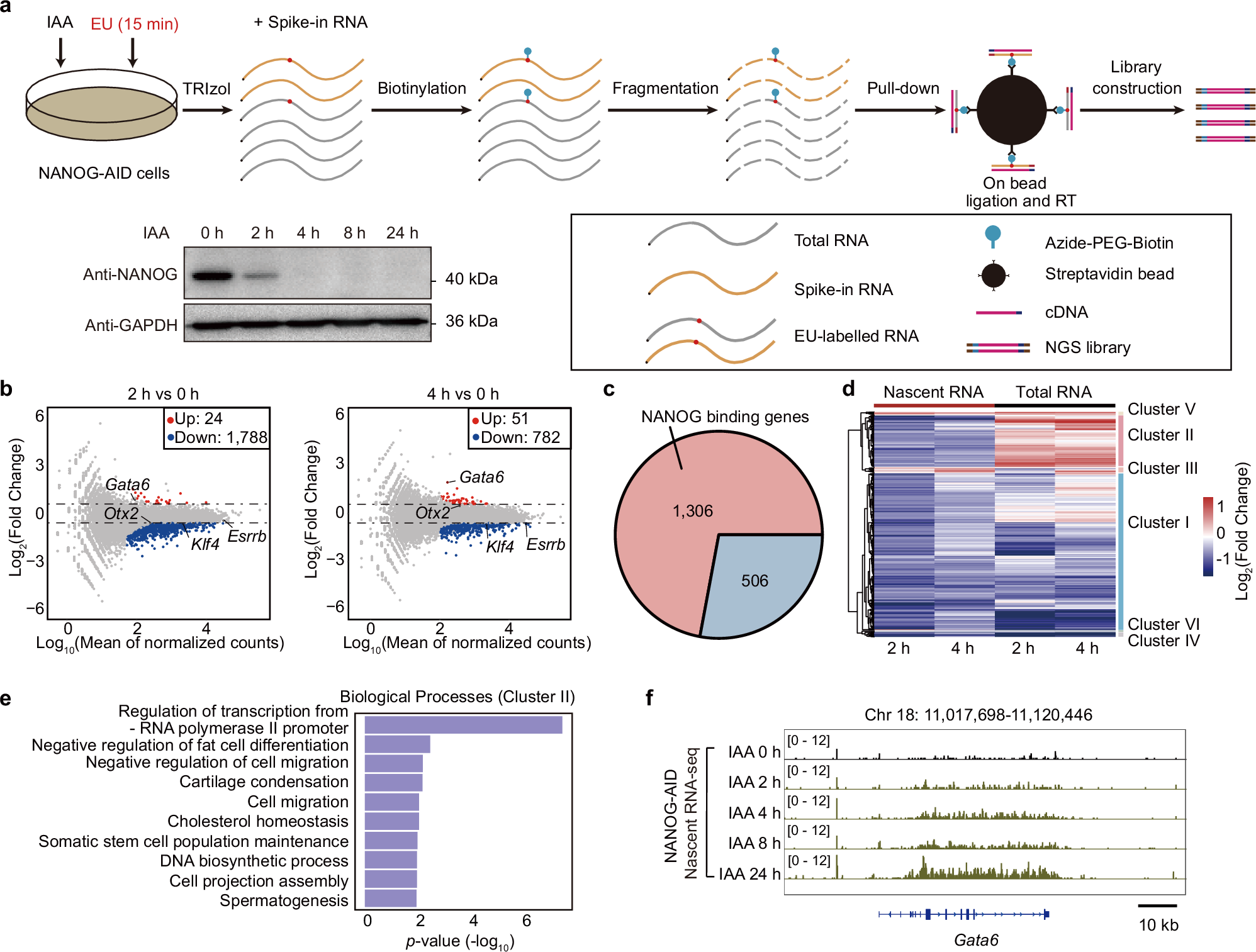 Fig. 1: Identification of direct transcriptional targets of NANOG using nascent RNA-seq.
