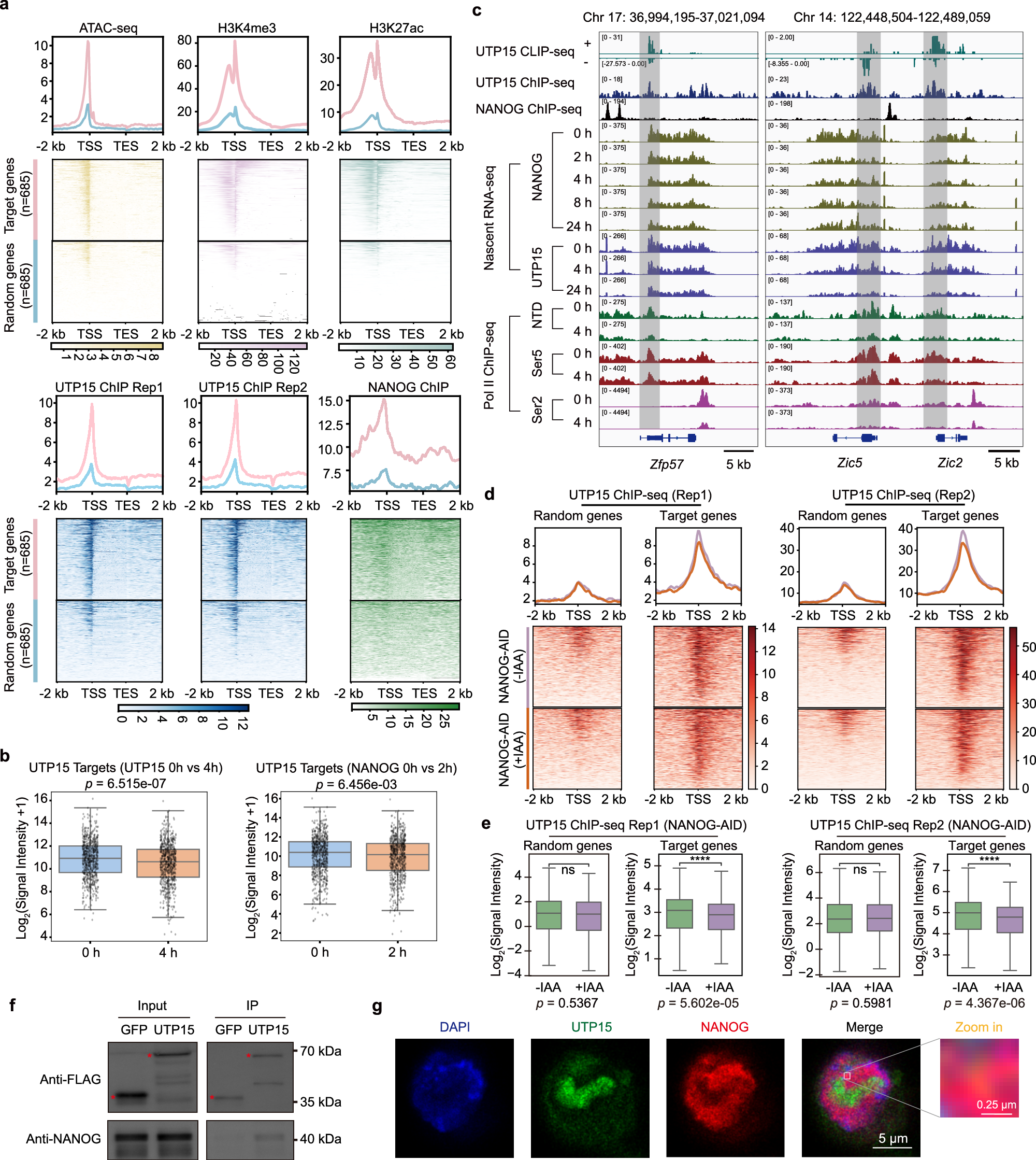 Fig. 5: UTP15 modulates a subset of NANOG-target gene transcription.