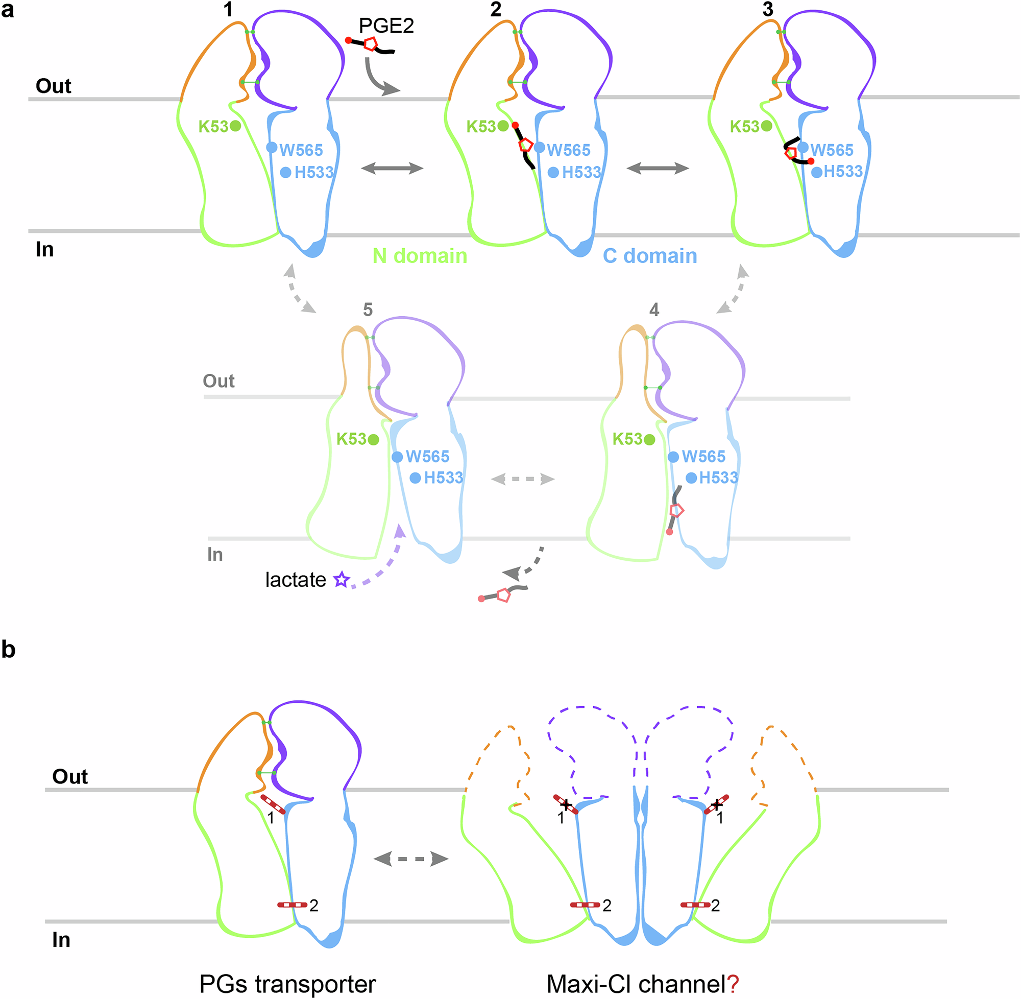 Fig. 6: Proposed mechanisms for the PGT transport and the moonlighting channel activity.