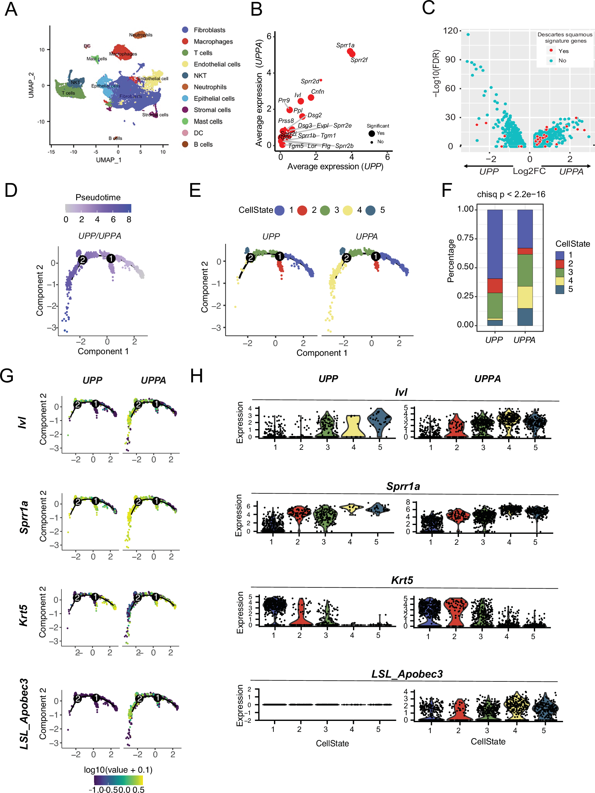 Fig. 2: scRNA-seq defines a population of tumor cells with a squamous gene expression profile enriched in UPPA tumors.