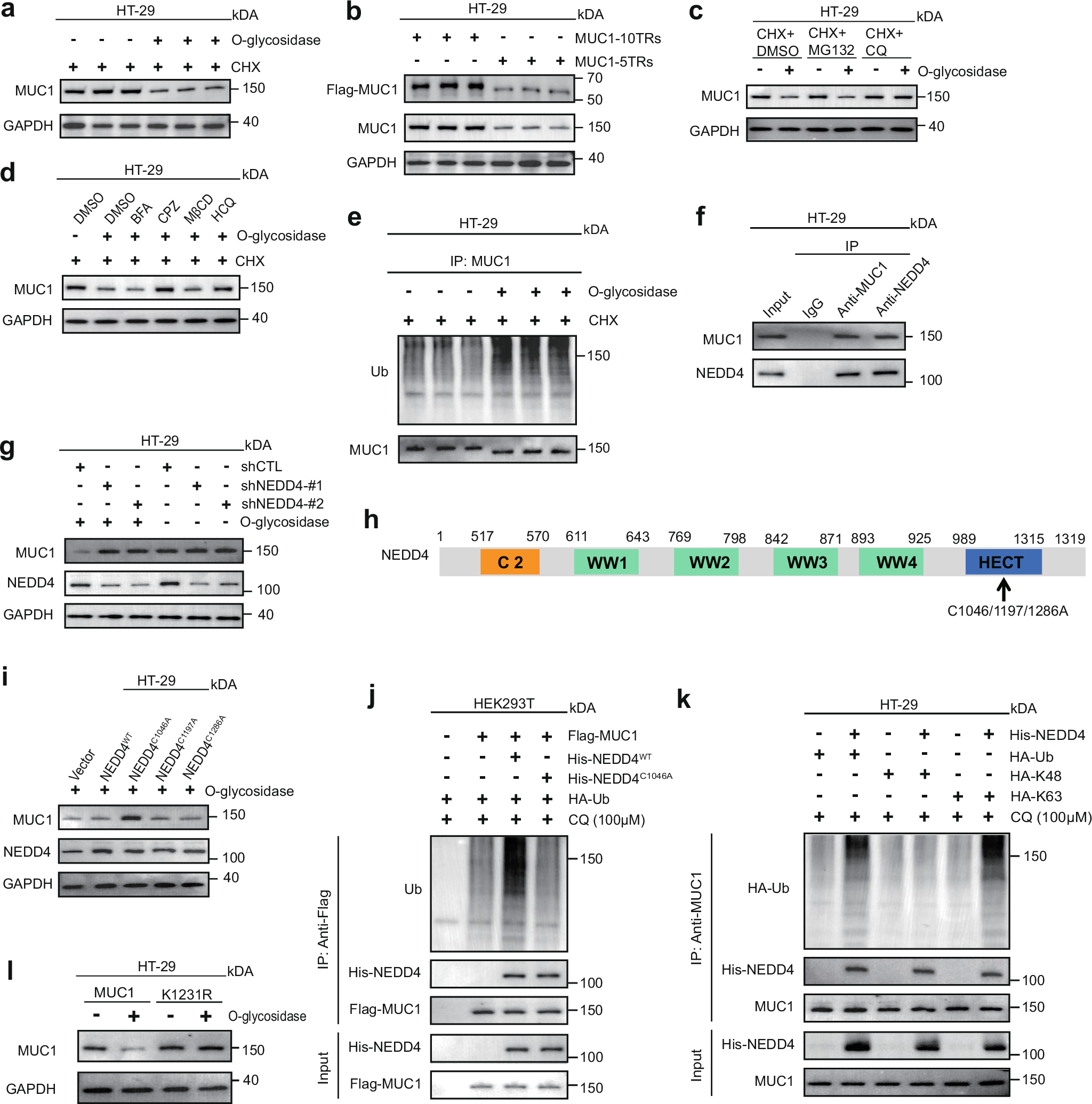 Fig. 2: MUC1 undergoes endocytosis induced by deglycosylation and lysosomal degradation mediated by E3 ligase NEDD4.