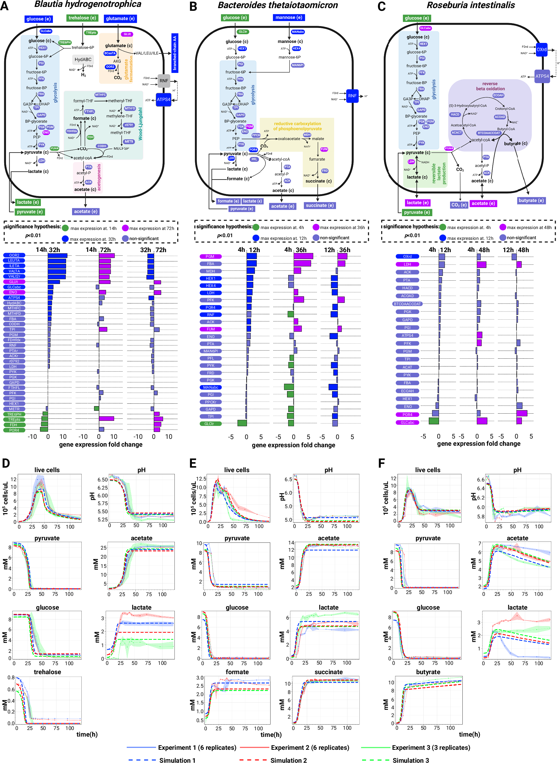 Fig. 2: Growth kinetics and modeled metabolism of three human gut bacteria.