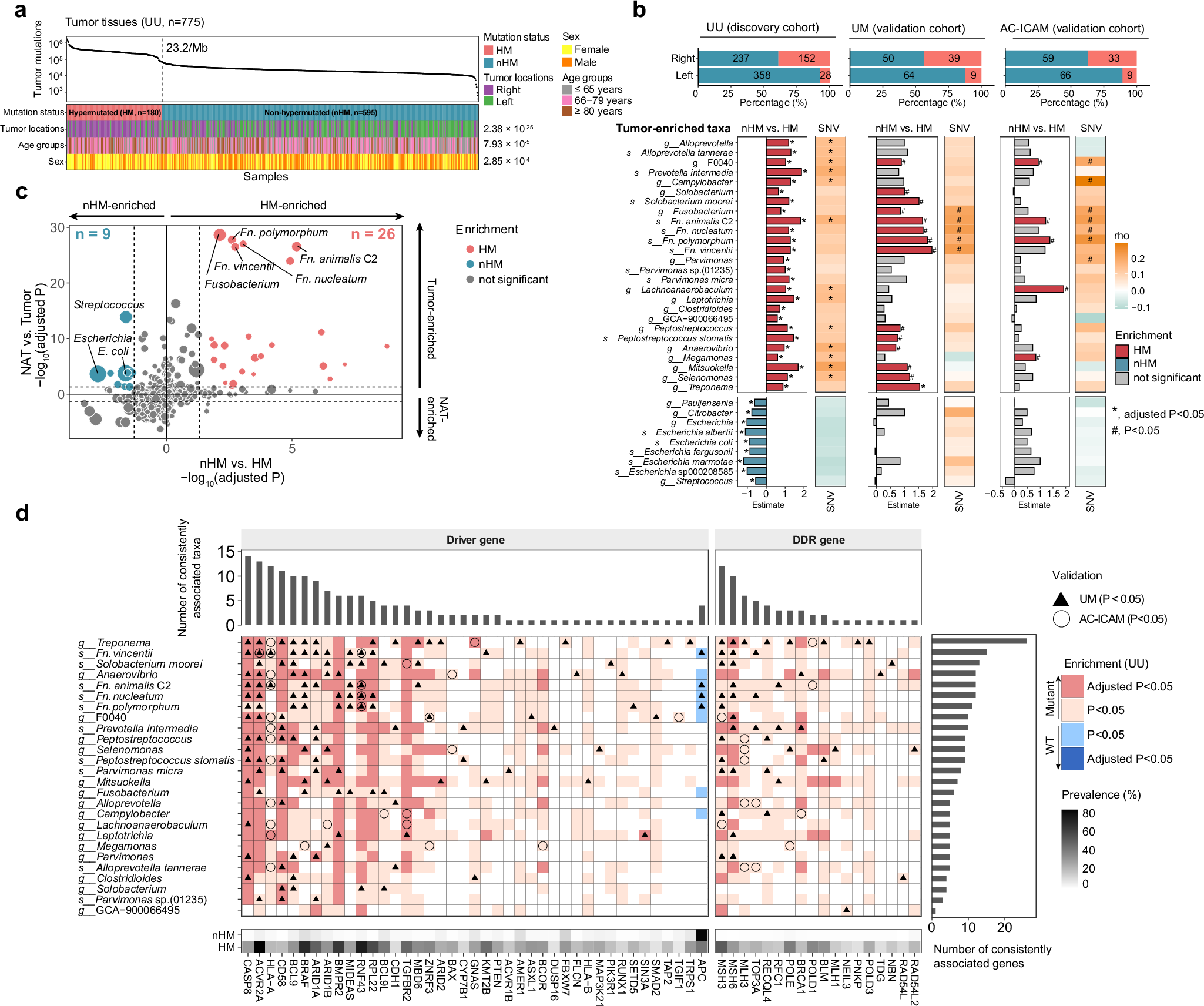 Fig. 3: Associations between somatic mutations and tumor-resident microbiota in CRC.