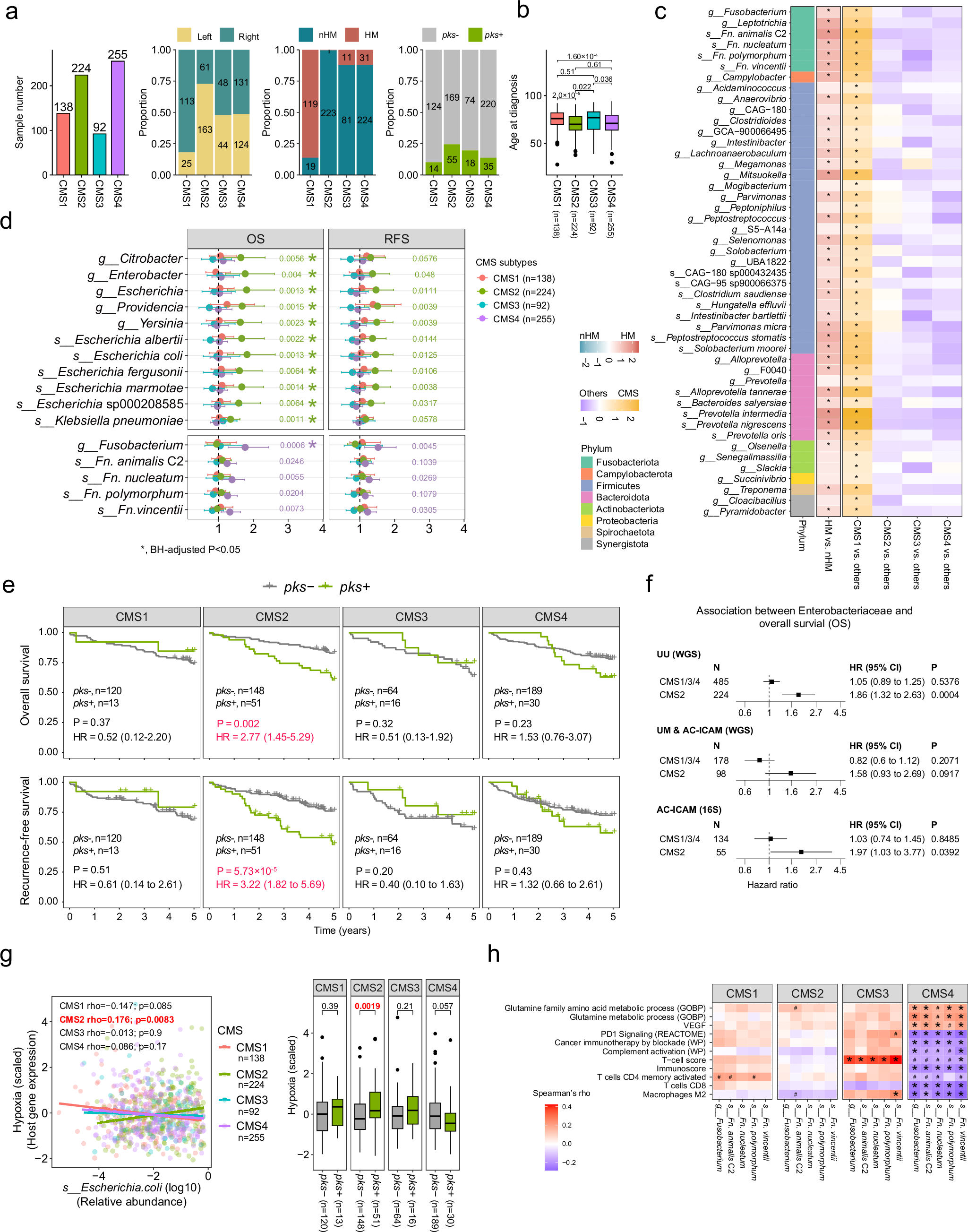 Fig. 4: Consensus molecular subtype (CMS)-dependent microbial composition and associations with tumor transcriptome and patient survival.