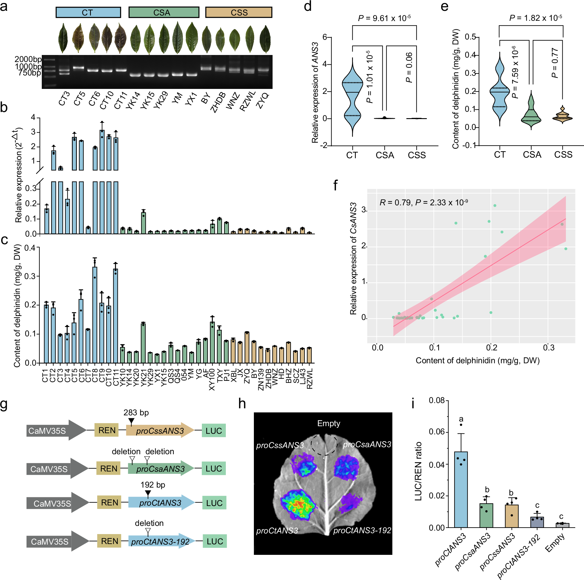 Fig. 5: Effects of SVs in the ANS3 promoter on gene expression.