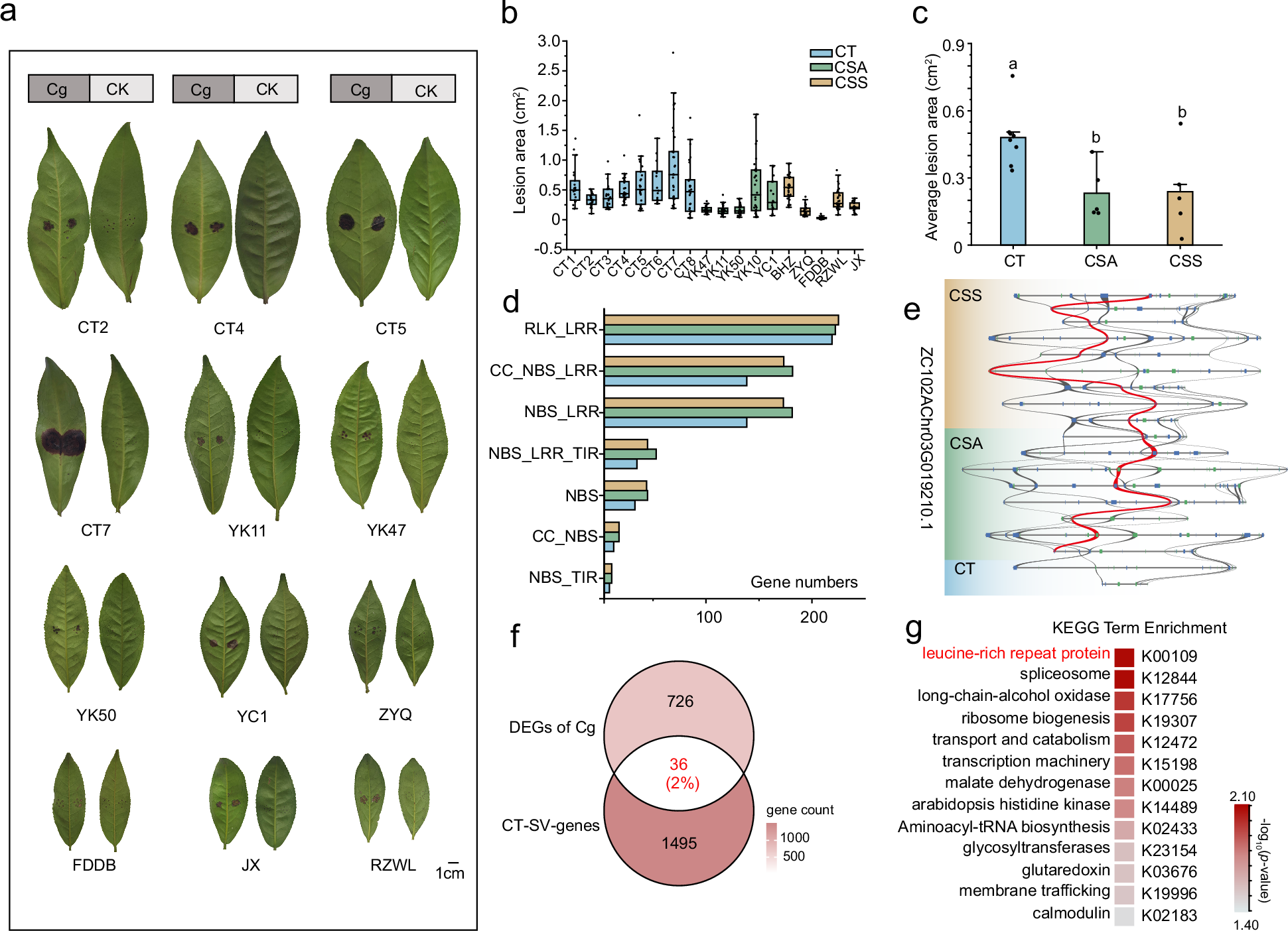 Fig. 6: Phenotypic and transcriptomic characterization of tea plant resistance to Colletotrichum gloeosporioides infection.