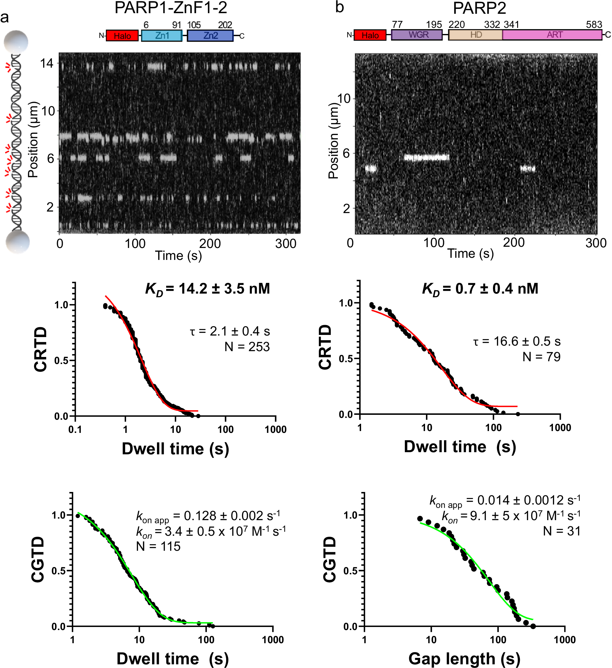 Fig. 2: ZnF domains 1 and 2 regulate nick binding.