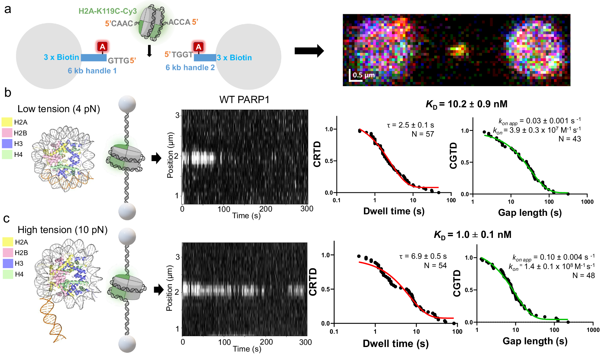Fig. 3: PARP1 avidly binds nucleosome particles in the absence of DNA damage.