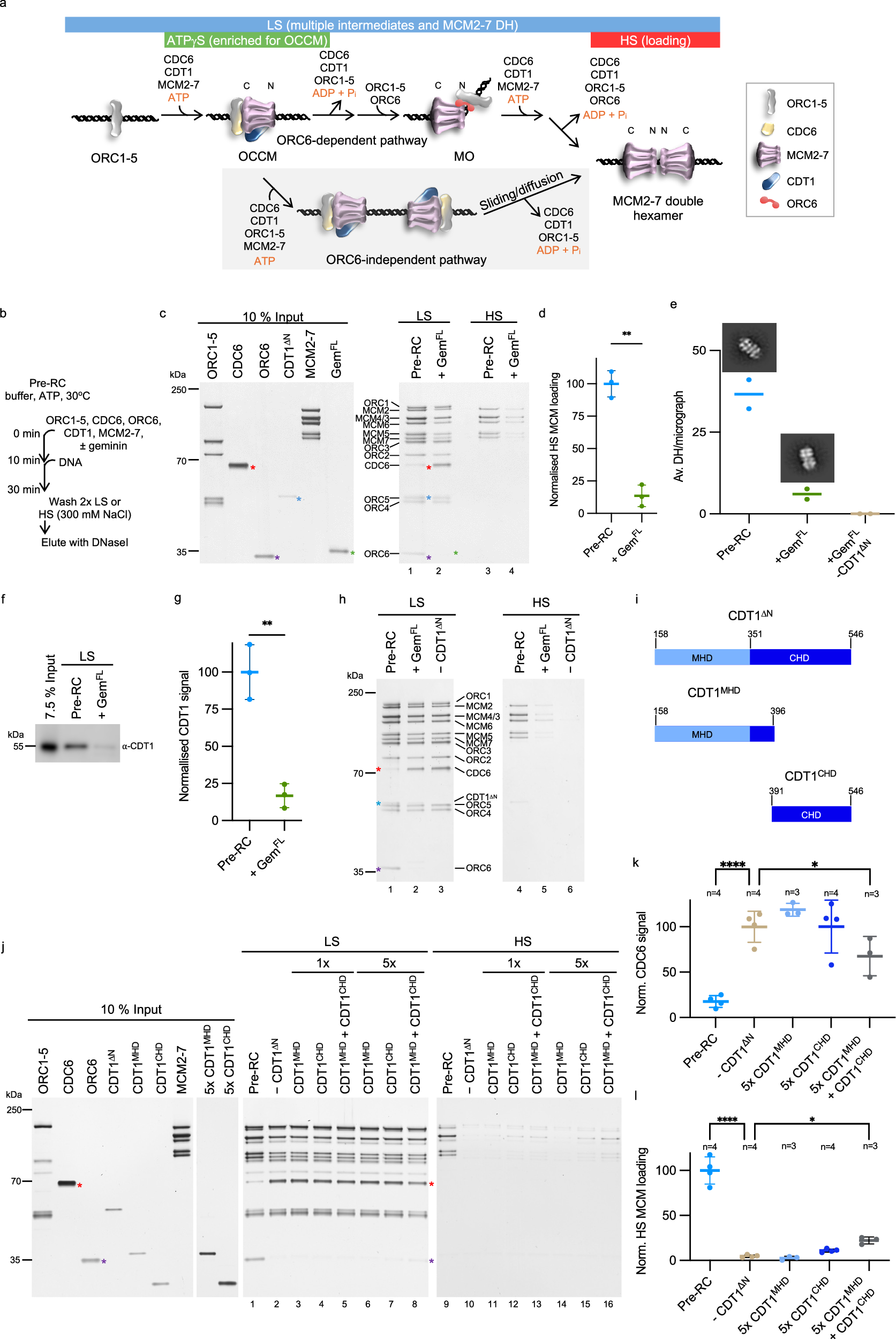 Fig. 1: Inhibition of DNA licensing by geminin in an in vitro assay.