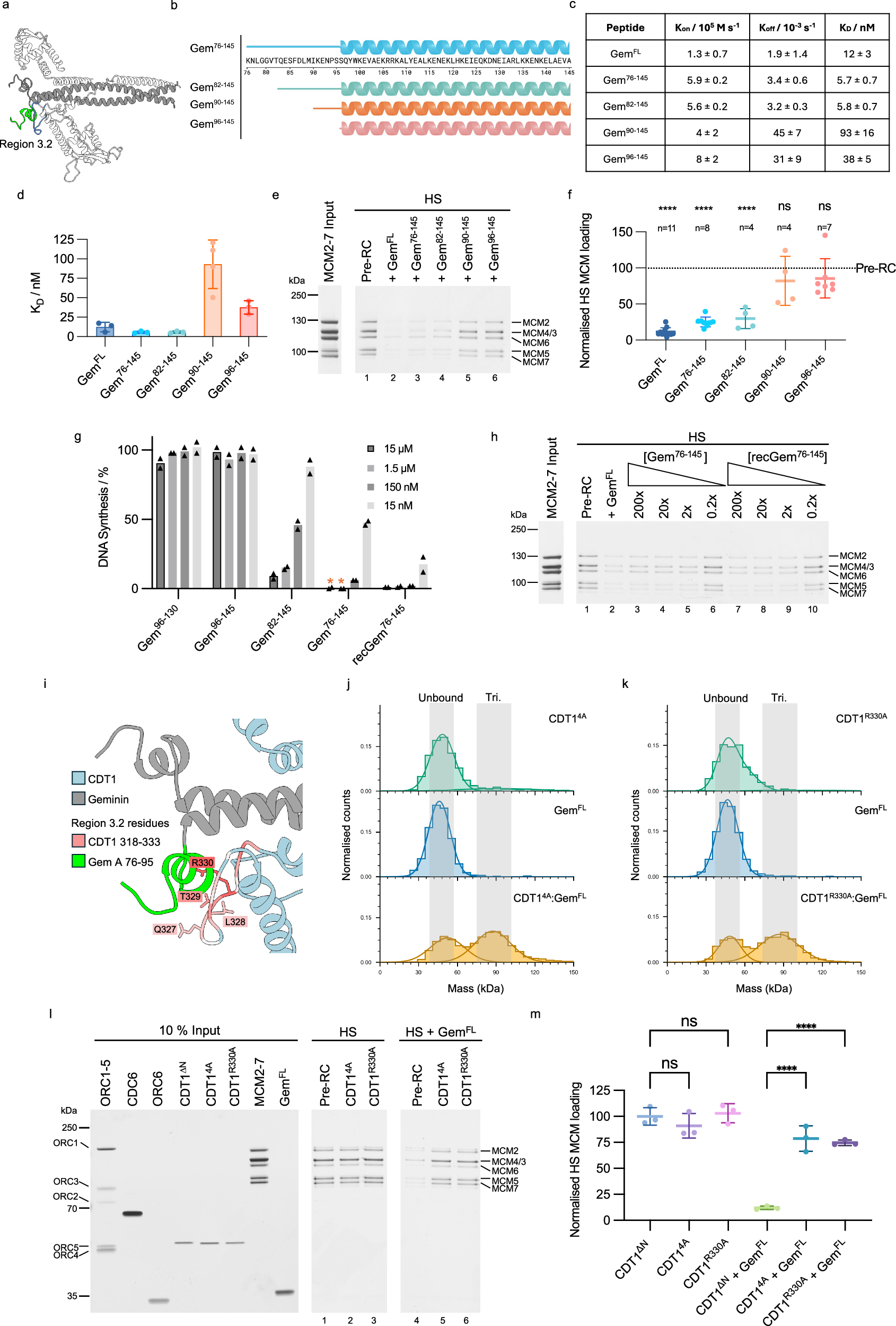 Fig. 5: Region 3.2—Investigating the geminin N-terminus using mimetic peptides.
