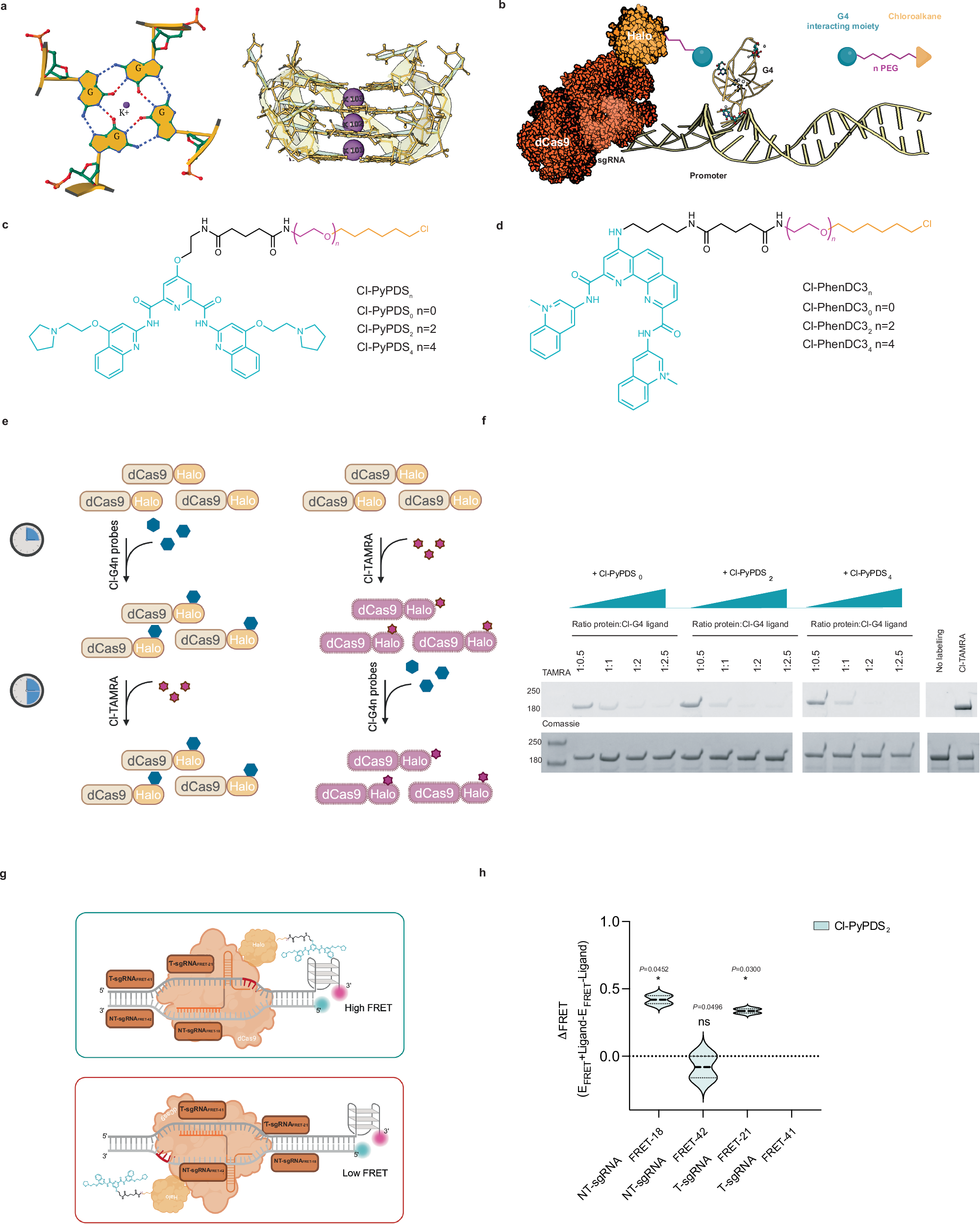 Fig. 1: Chemical labeling of dCas9-Halo for selective G4-targeting.