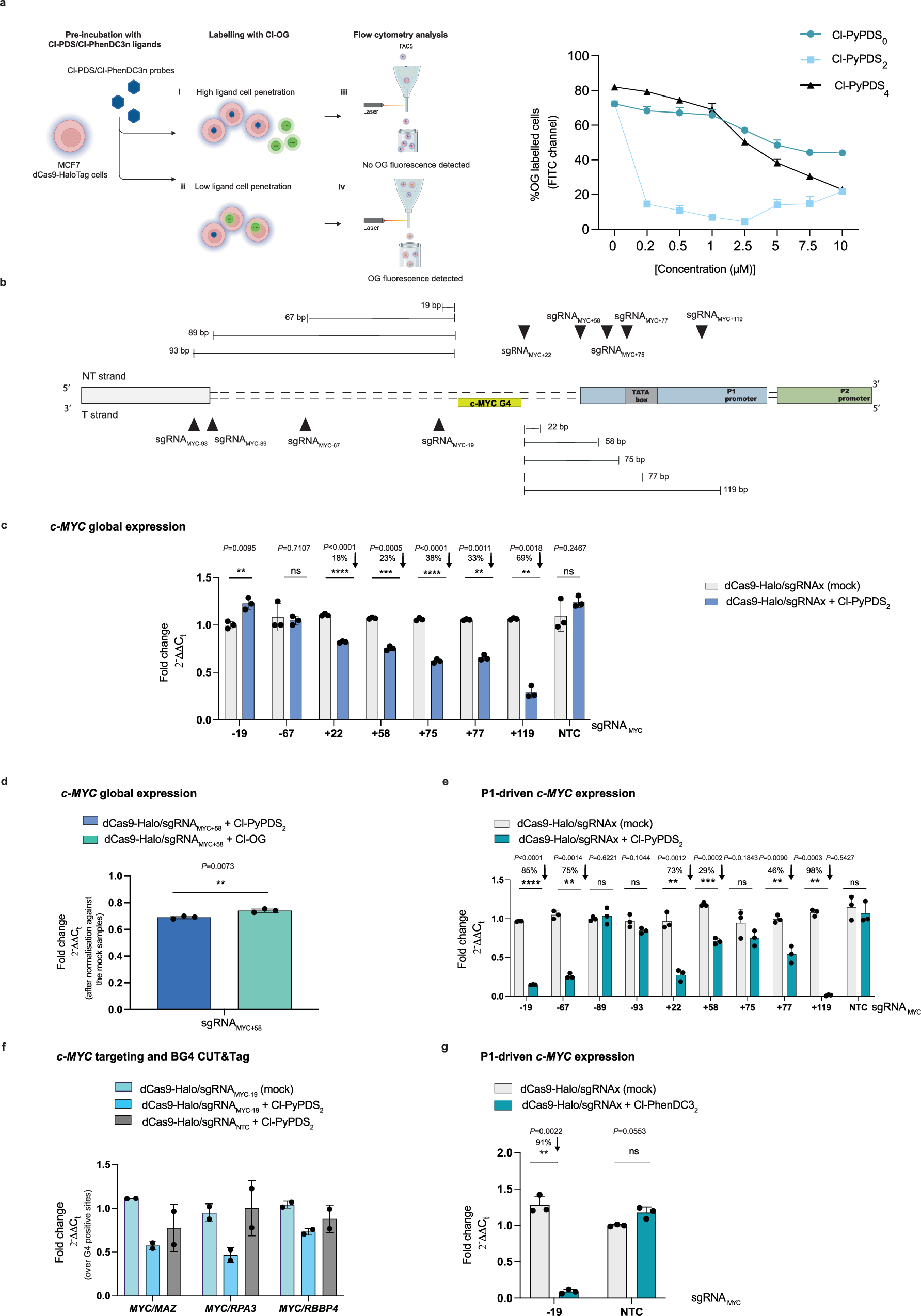 Fig. 2: ATENA enables selective targeting of a G4 in the c-MYC promoter.