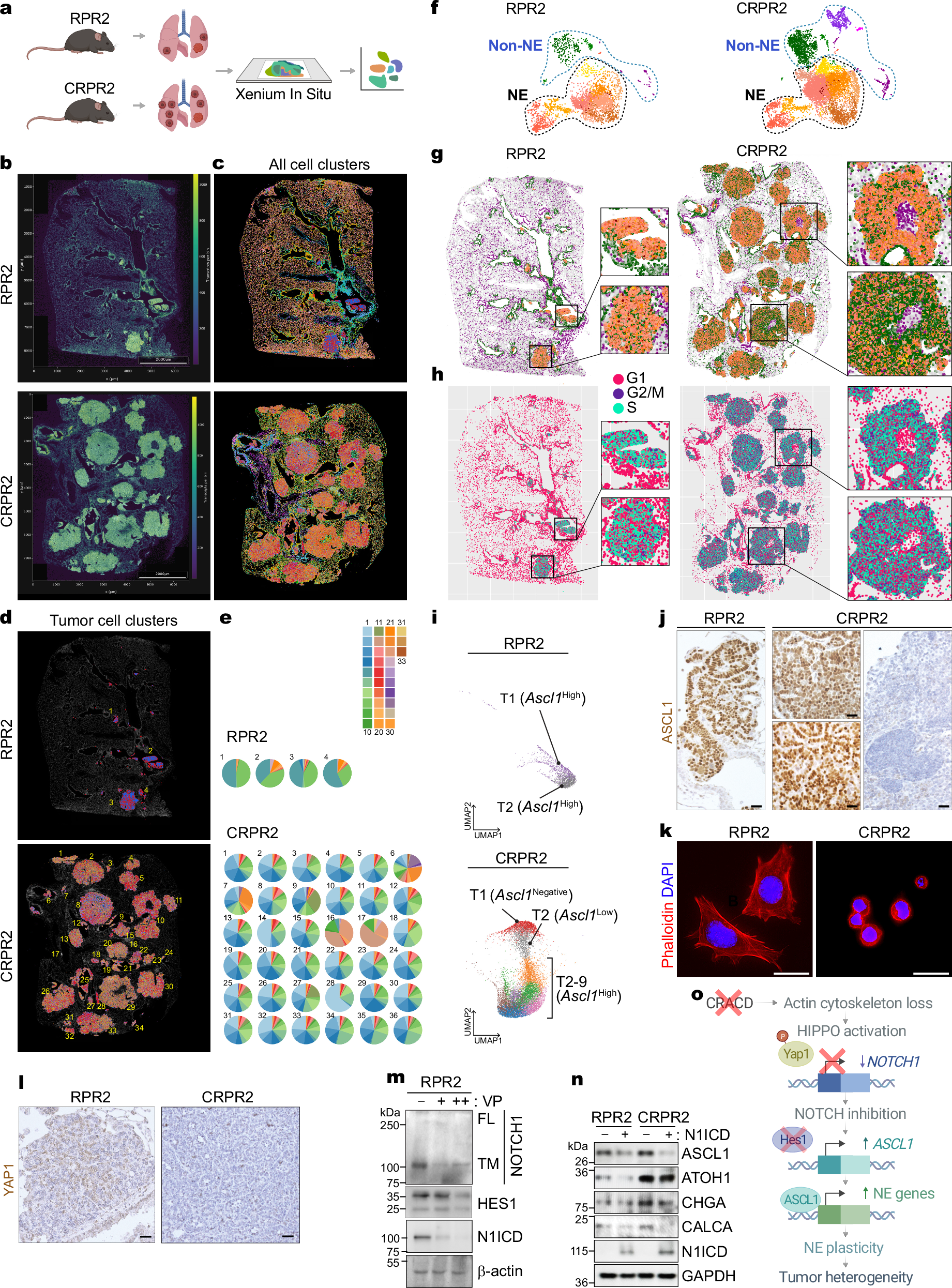 Fig. 2: Cracd KO increases SCLC tumor cell heterogeneity.