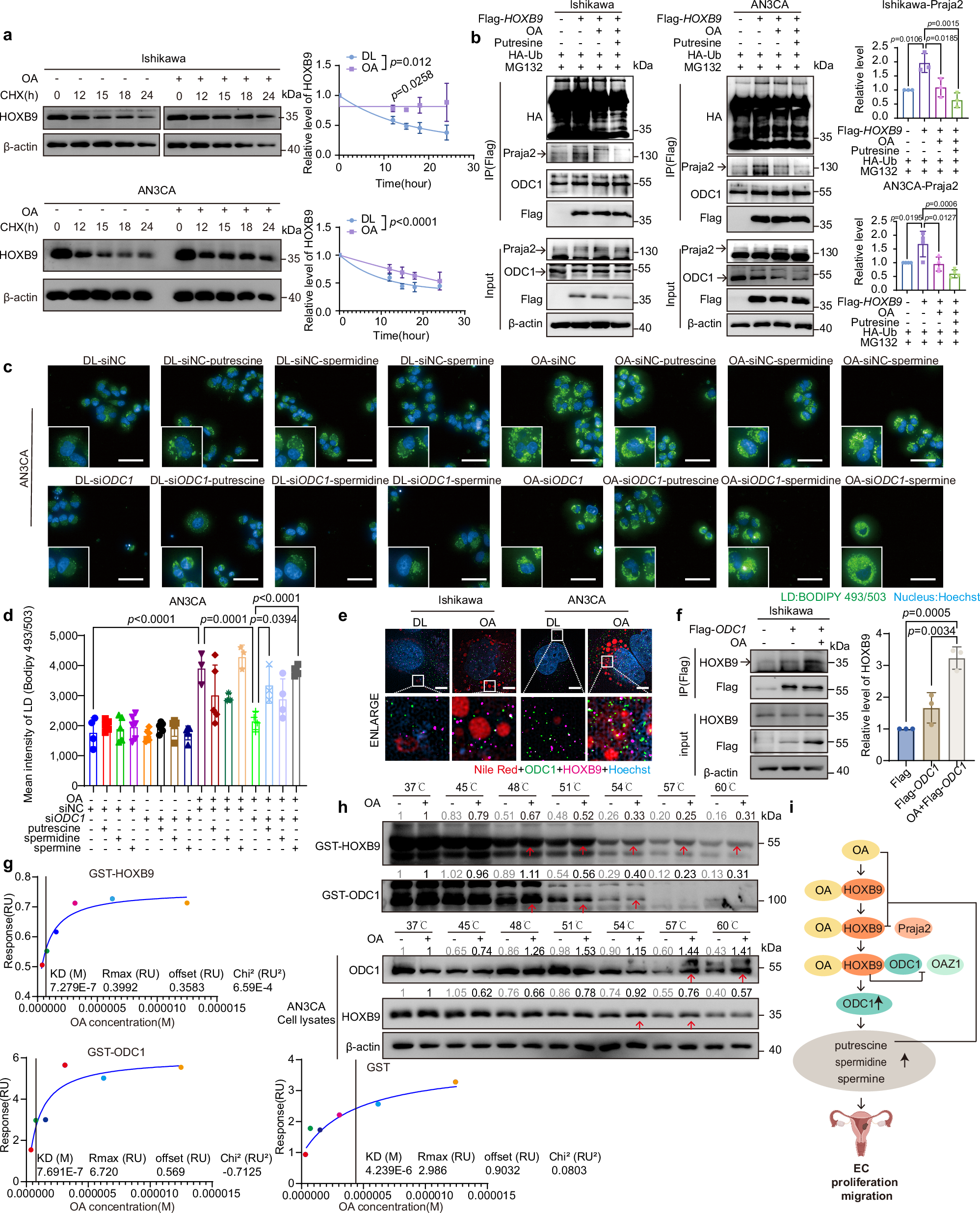 Fig. 5: OA directly interacts with and stabilizes HOXB9.