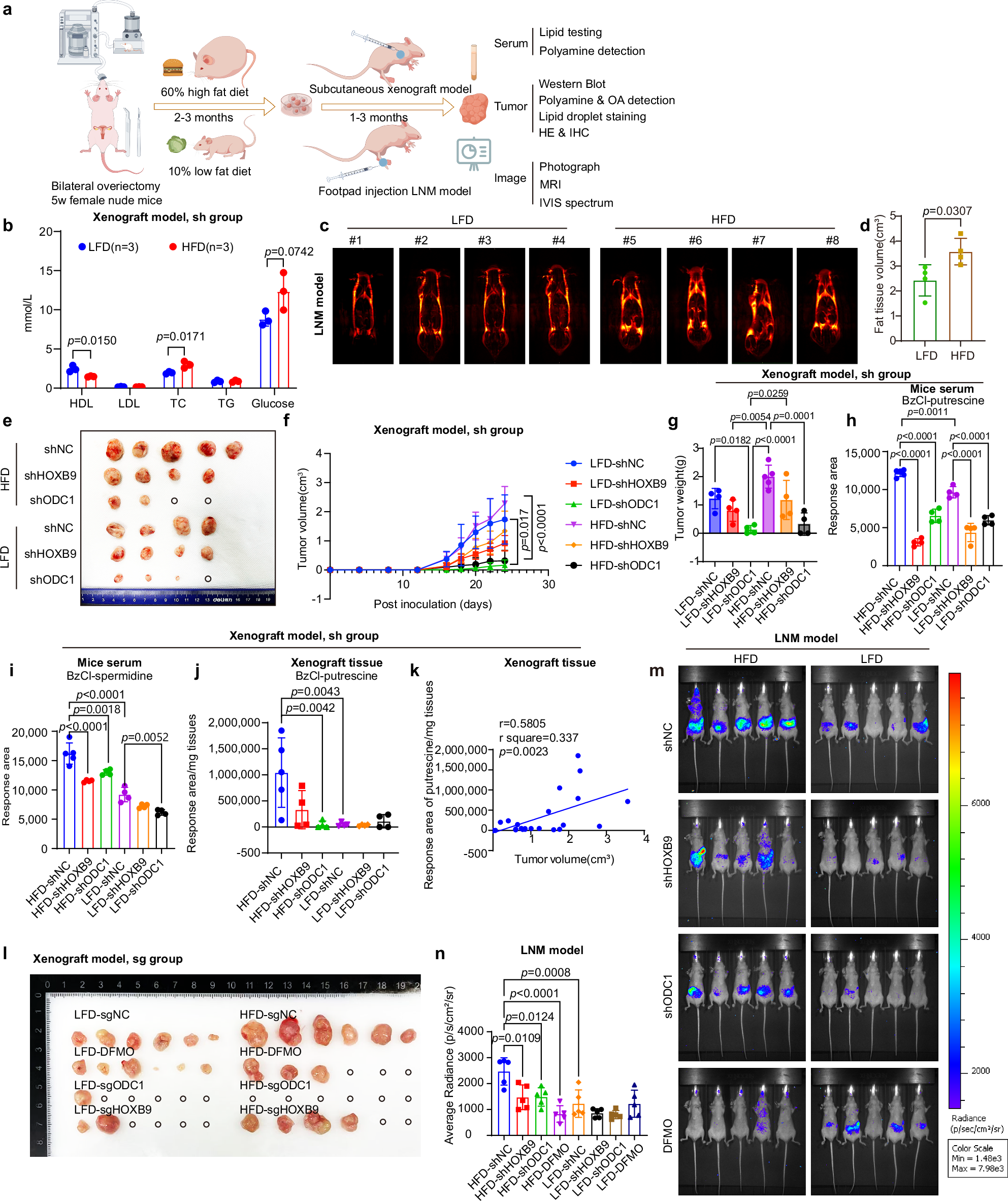 Fig. 6: Knocking down HOXB9 and ODC1 inhibits tumor formation and LNM in HFD-induced EC mice models.