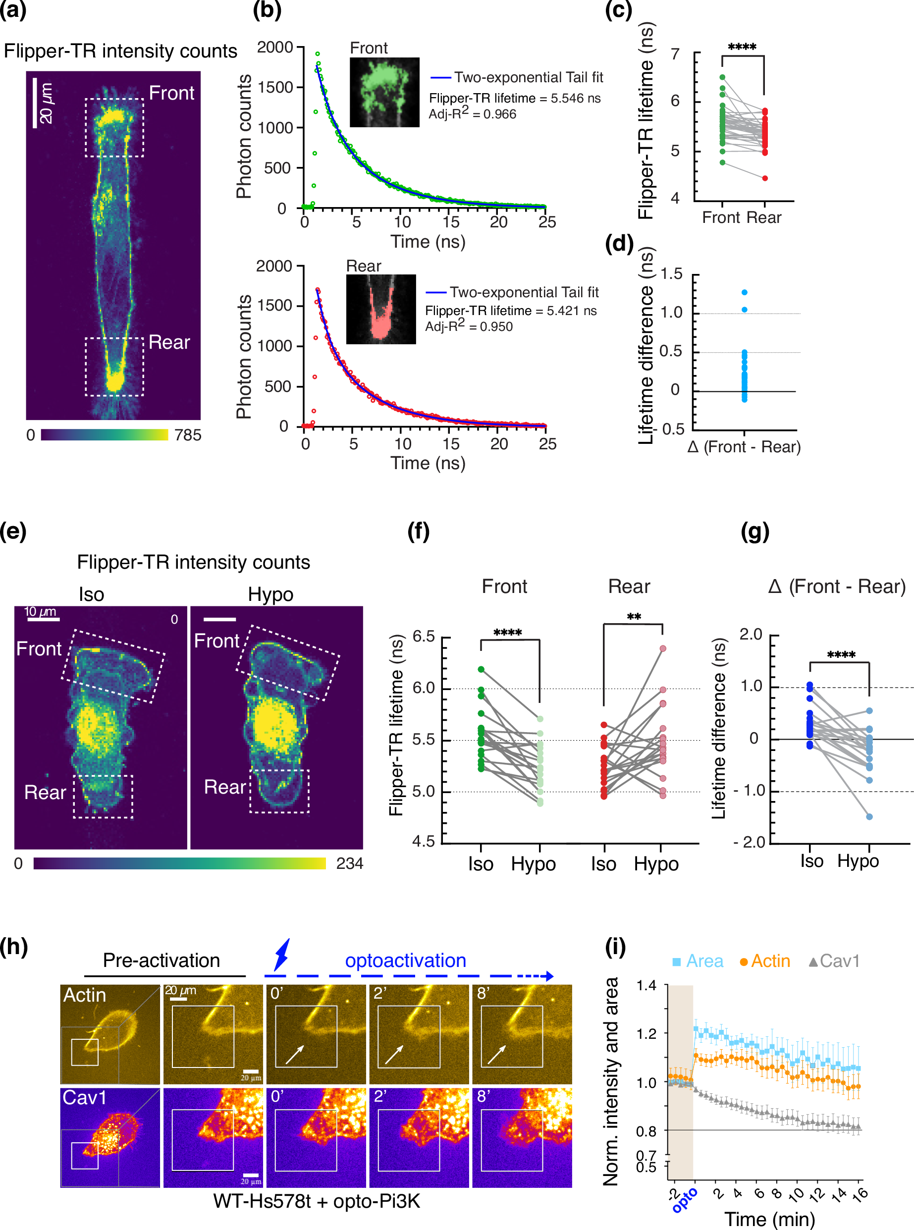 Fig. 2: Migrating cells display an intrinsic membrane tension gradient.